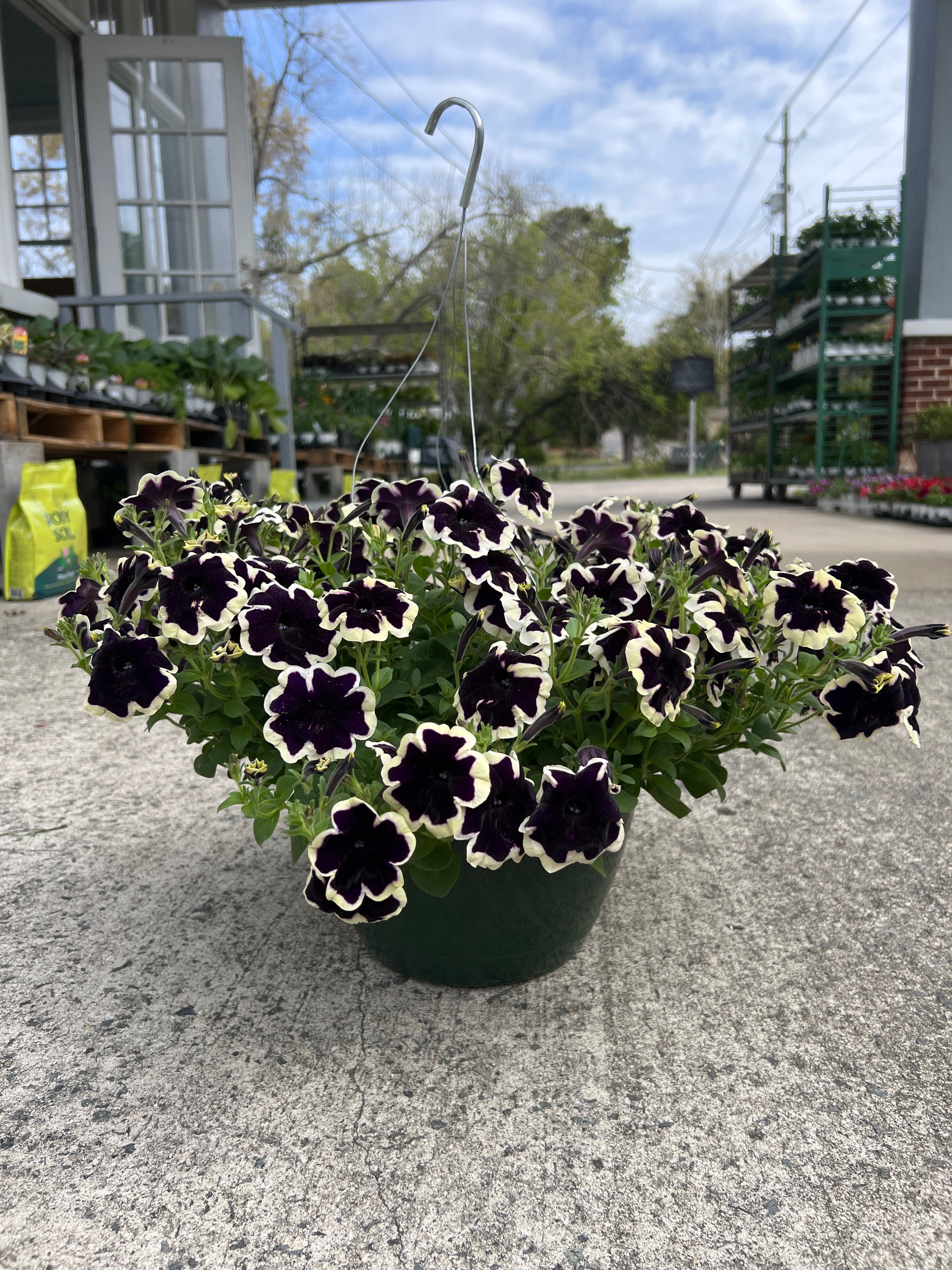 ANNUAL Petunia Sureshot Blueberry & Cream HB