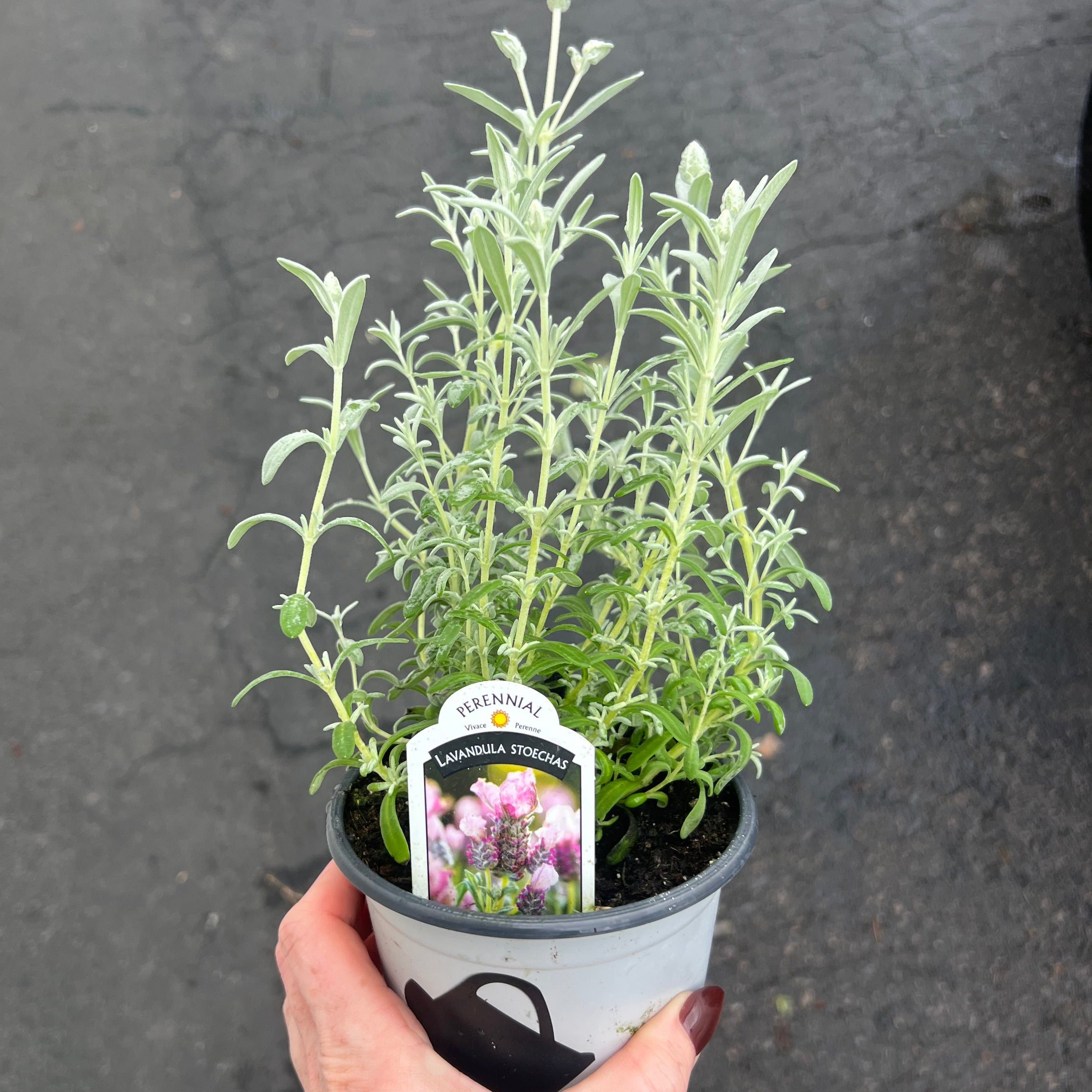 HERB 'Frost Pink' Lavender