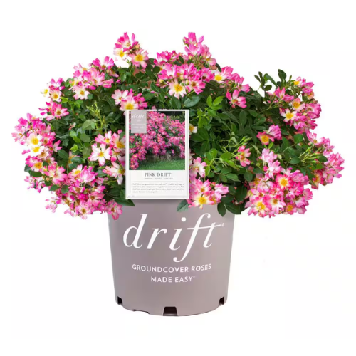 Pink Drift® Rose