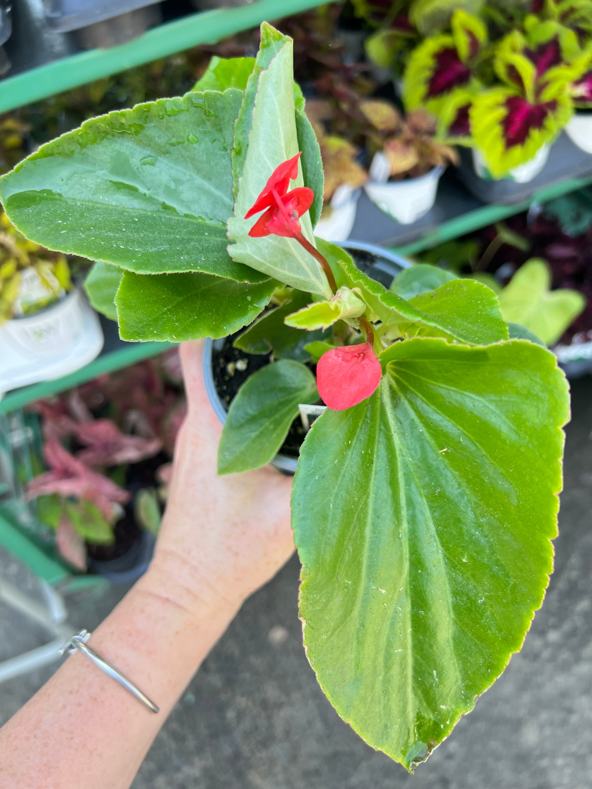 ANNUAL Begonia Dragon Wing Red