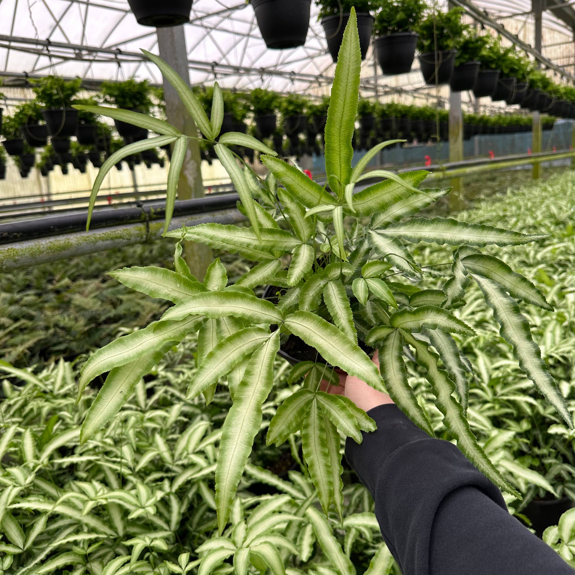 FERN Pteris Silver Ribbon - 4in Pot