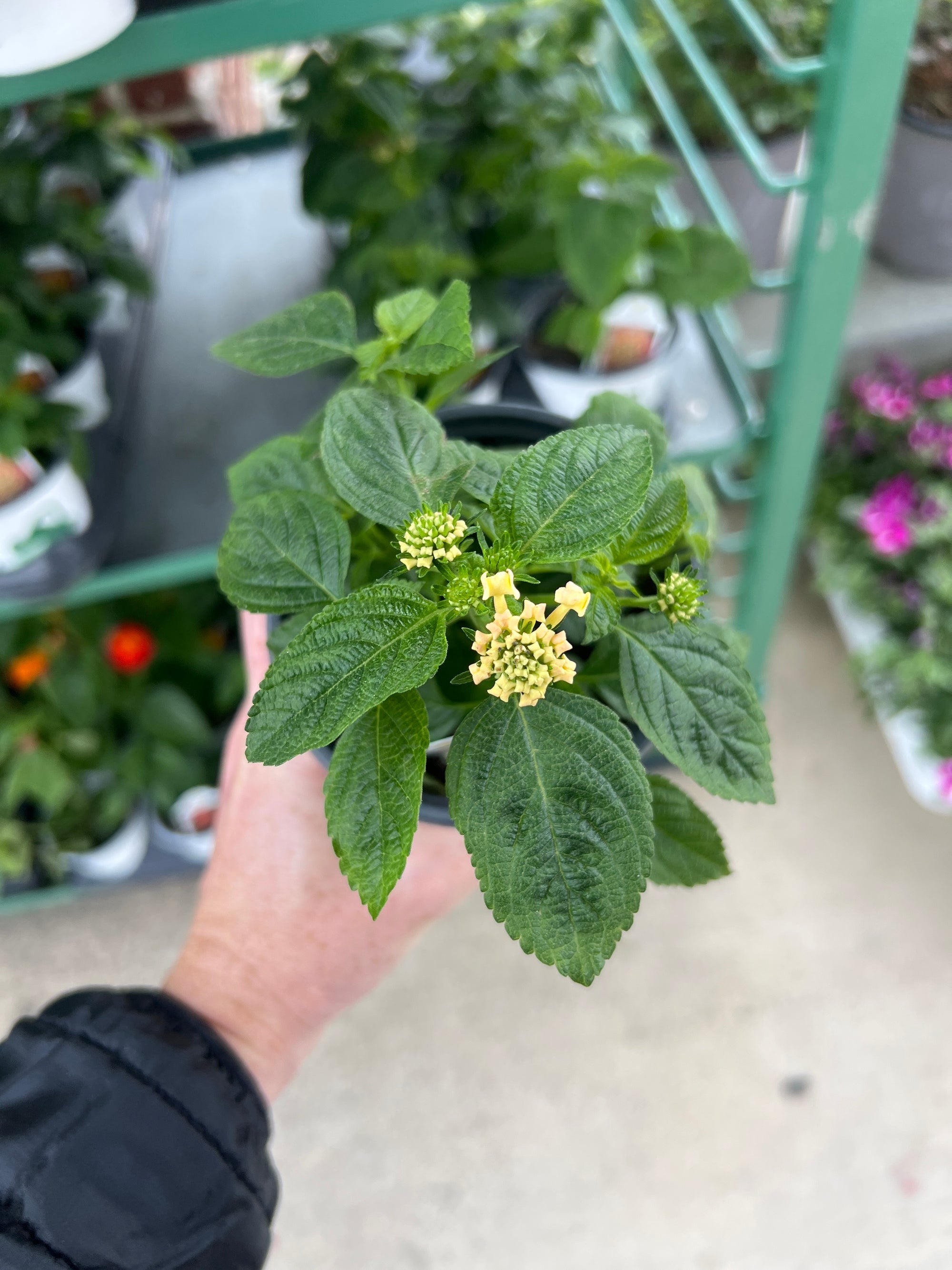 ANNUAL Lantana Little Lucky Peach Glow