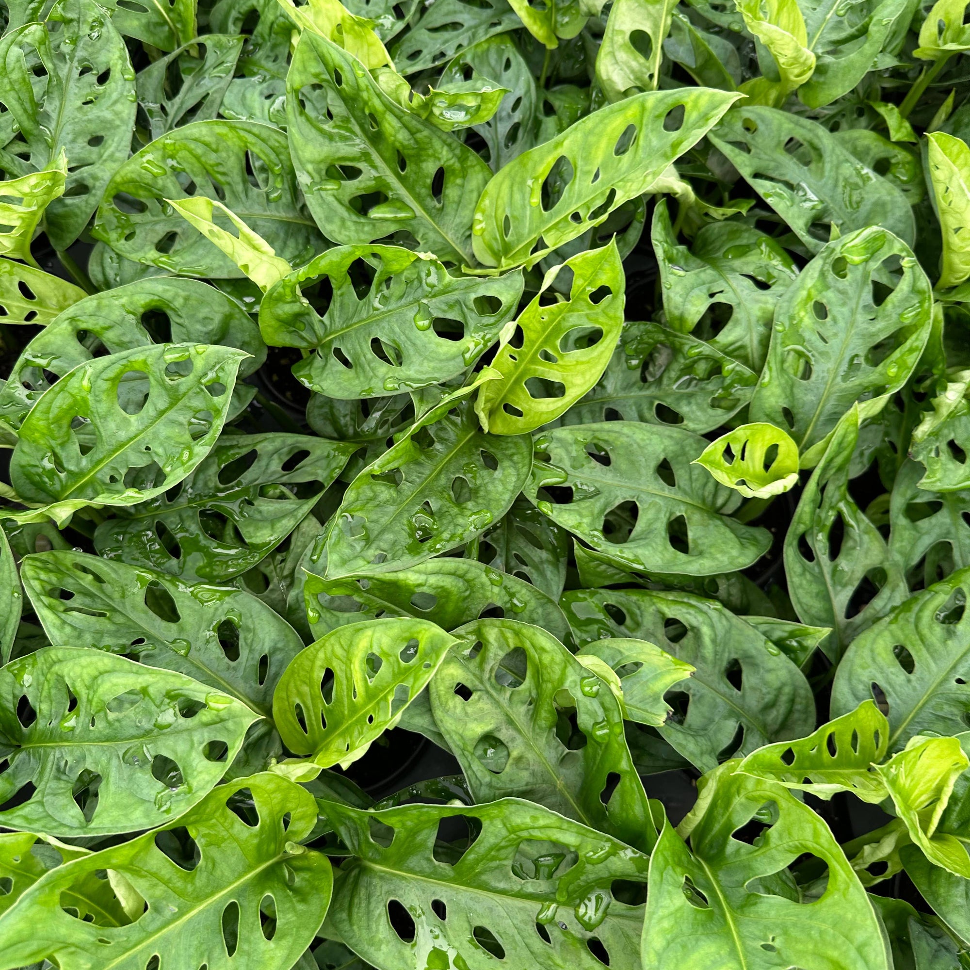 Monstera Adansonii Wide Form 4"