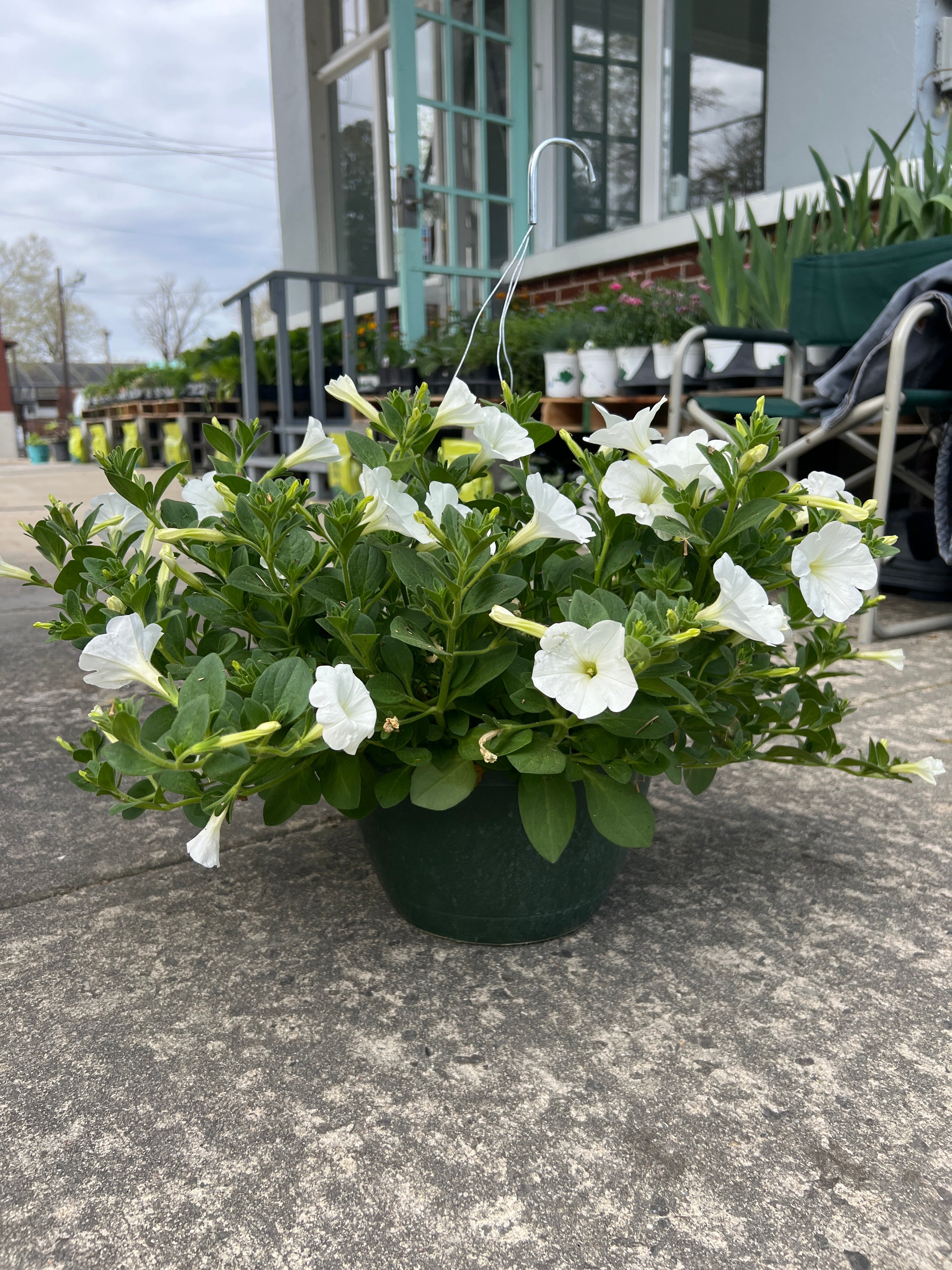 ANNUAL Petunia Color Rush White HB
