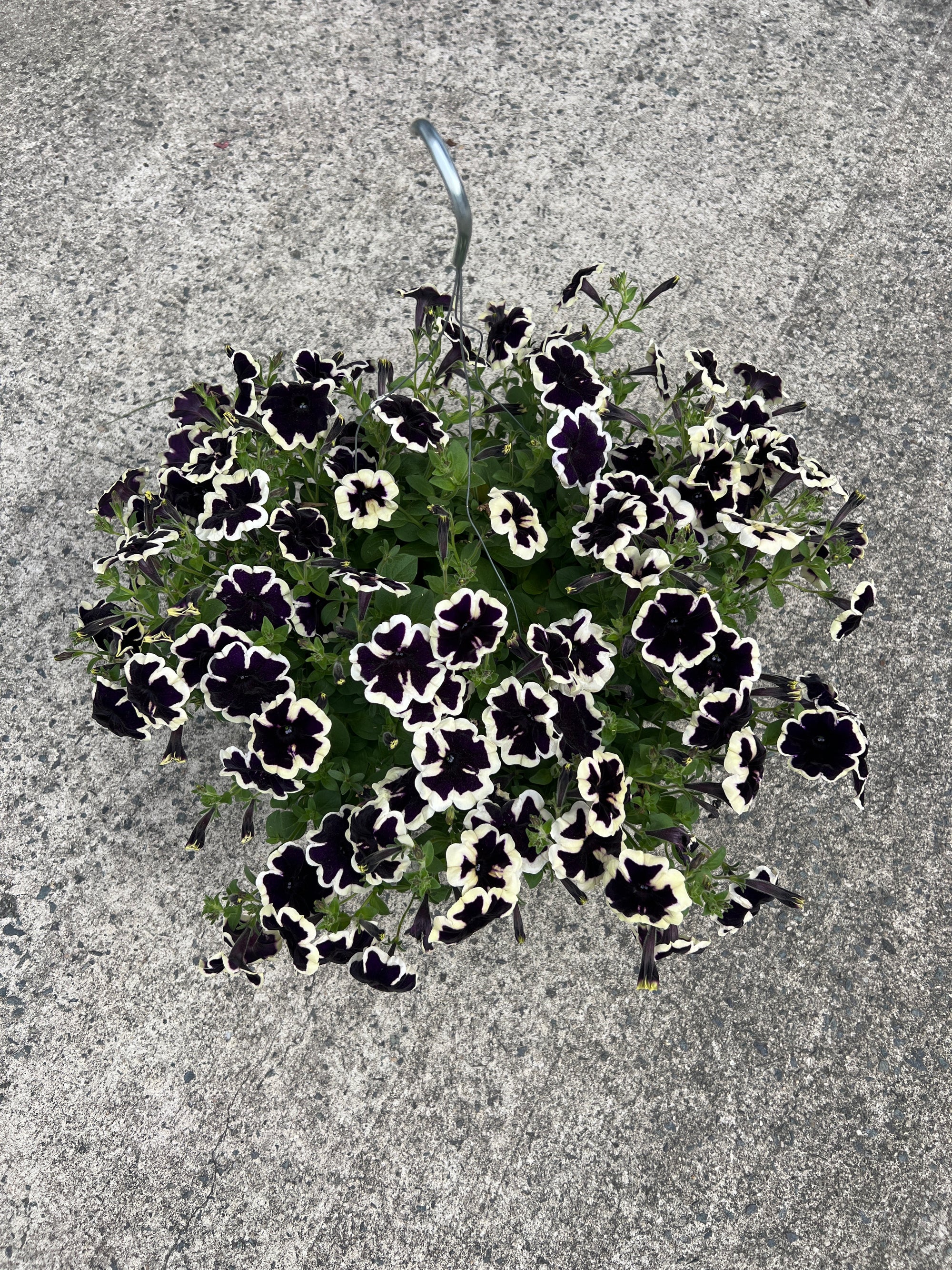 ANNUAL Petunia Sureshot Blueberry & Cream HB