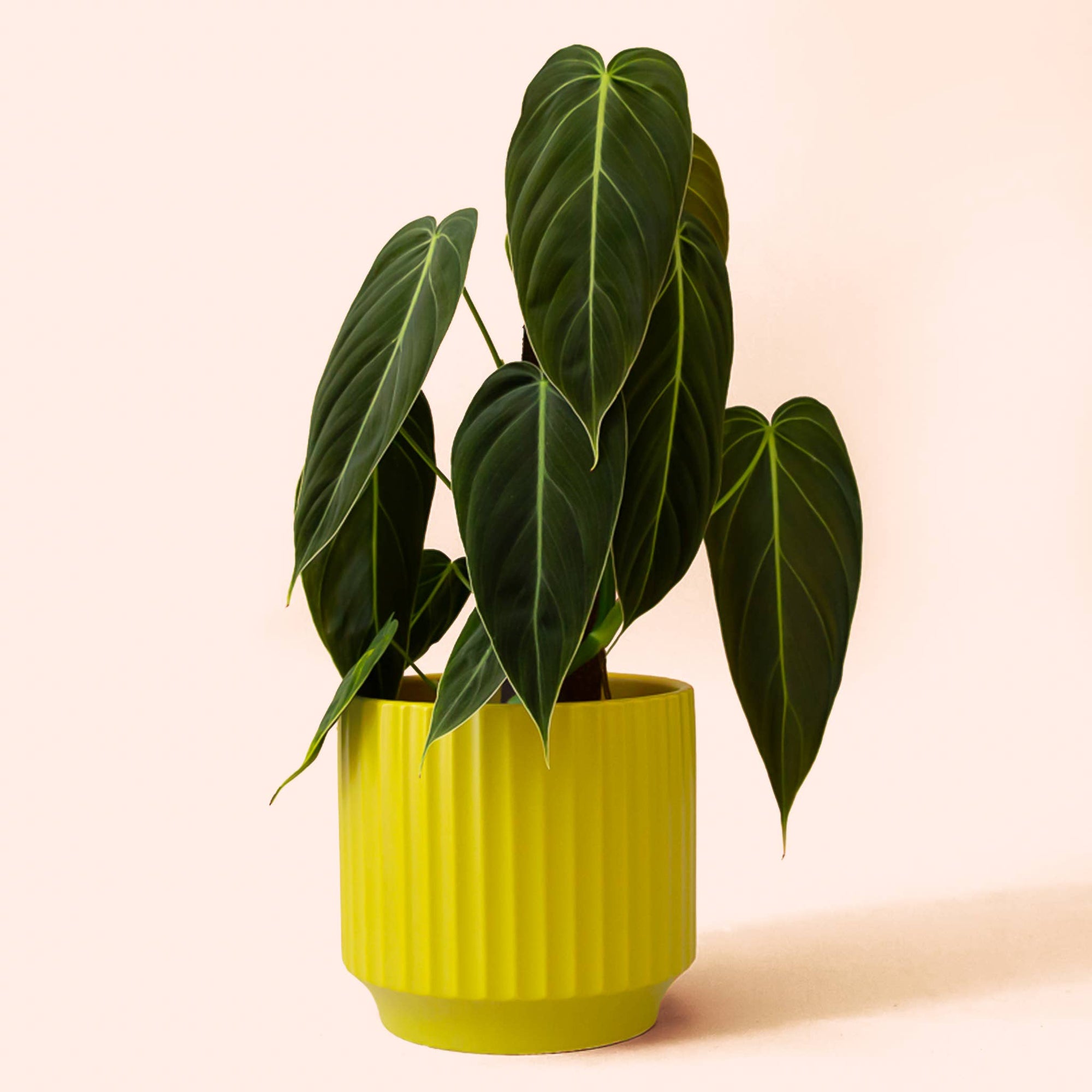 philodendron planter PHILODENDRON 'Billietiae' 8" HB – Seedy's Plants