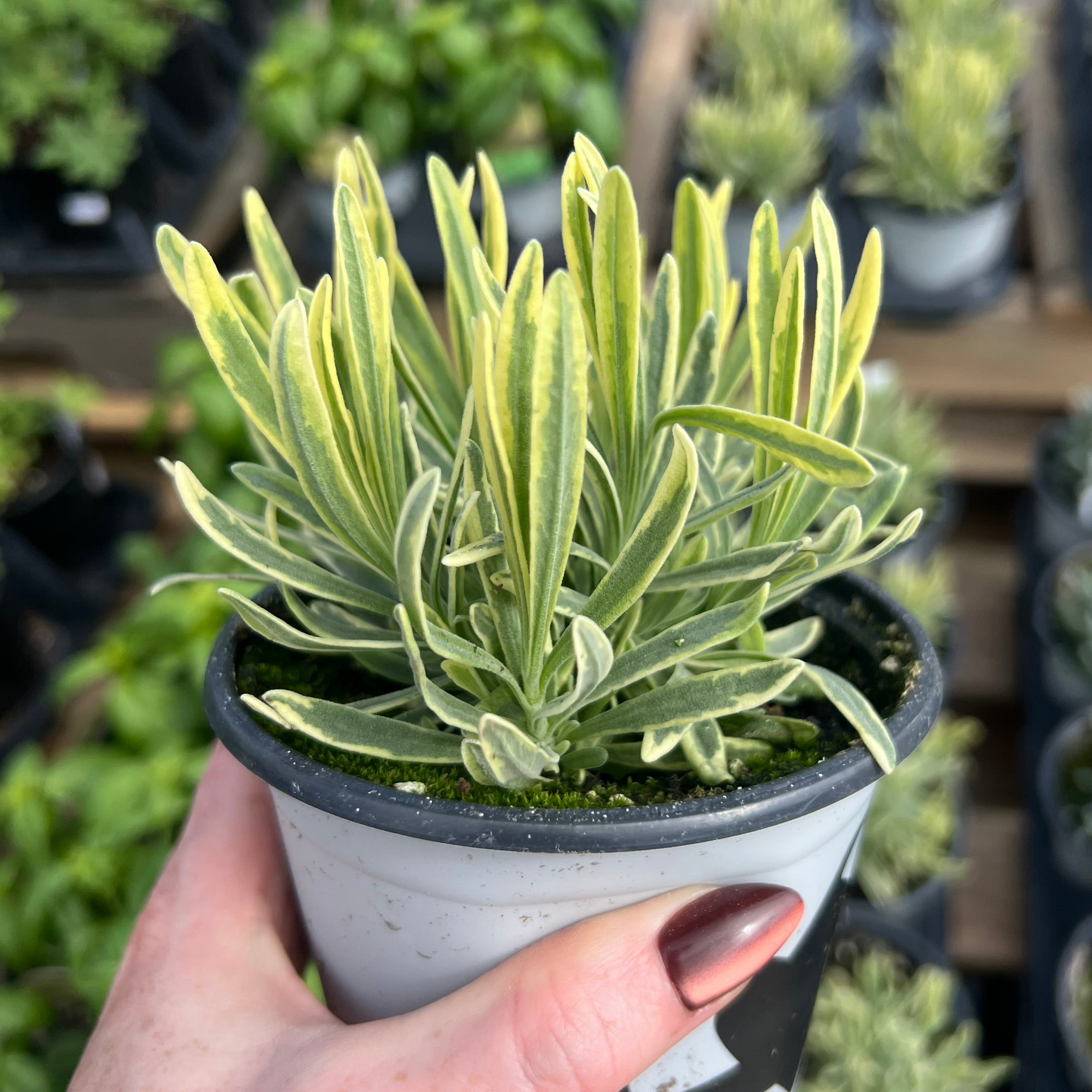 HERB 'Platinum Blonde' Lavender
