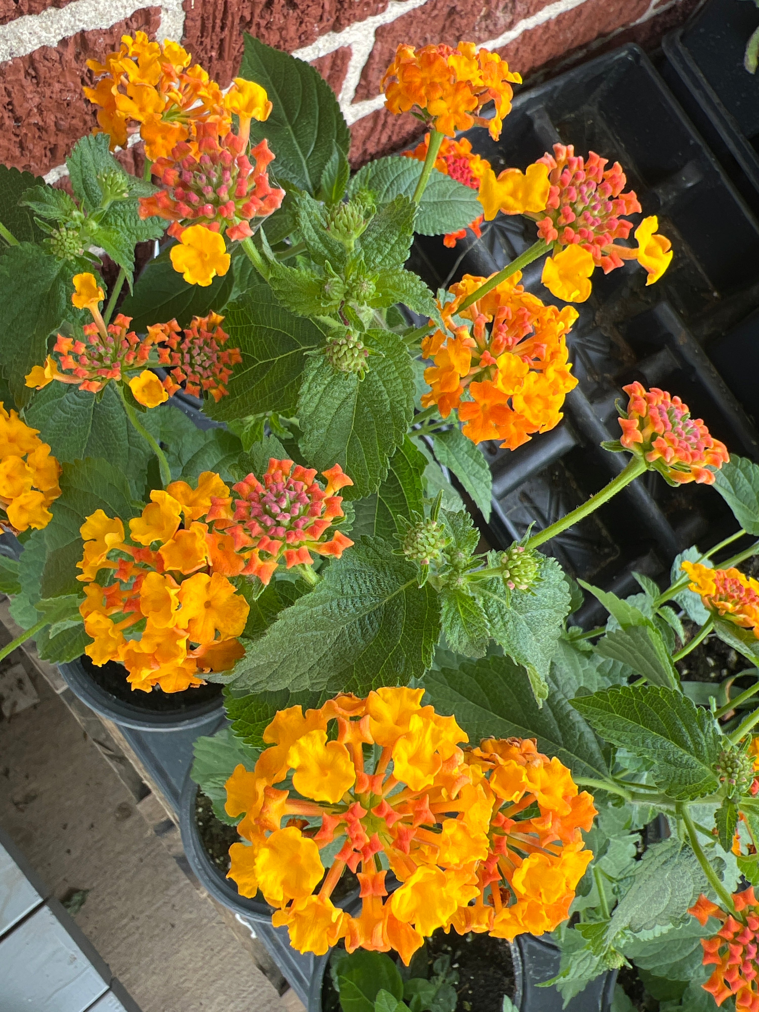 PERENNIAL Lantana Miss Huff