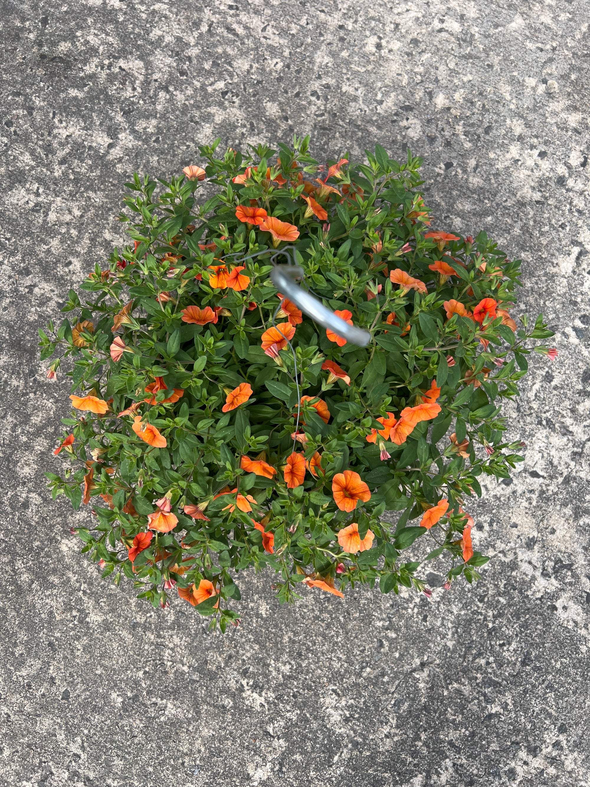 ANNUAL Calibrachoa Superbells Dreamsicle PW HB