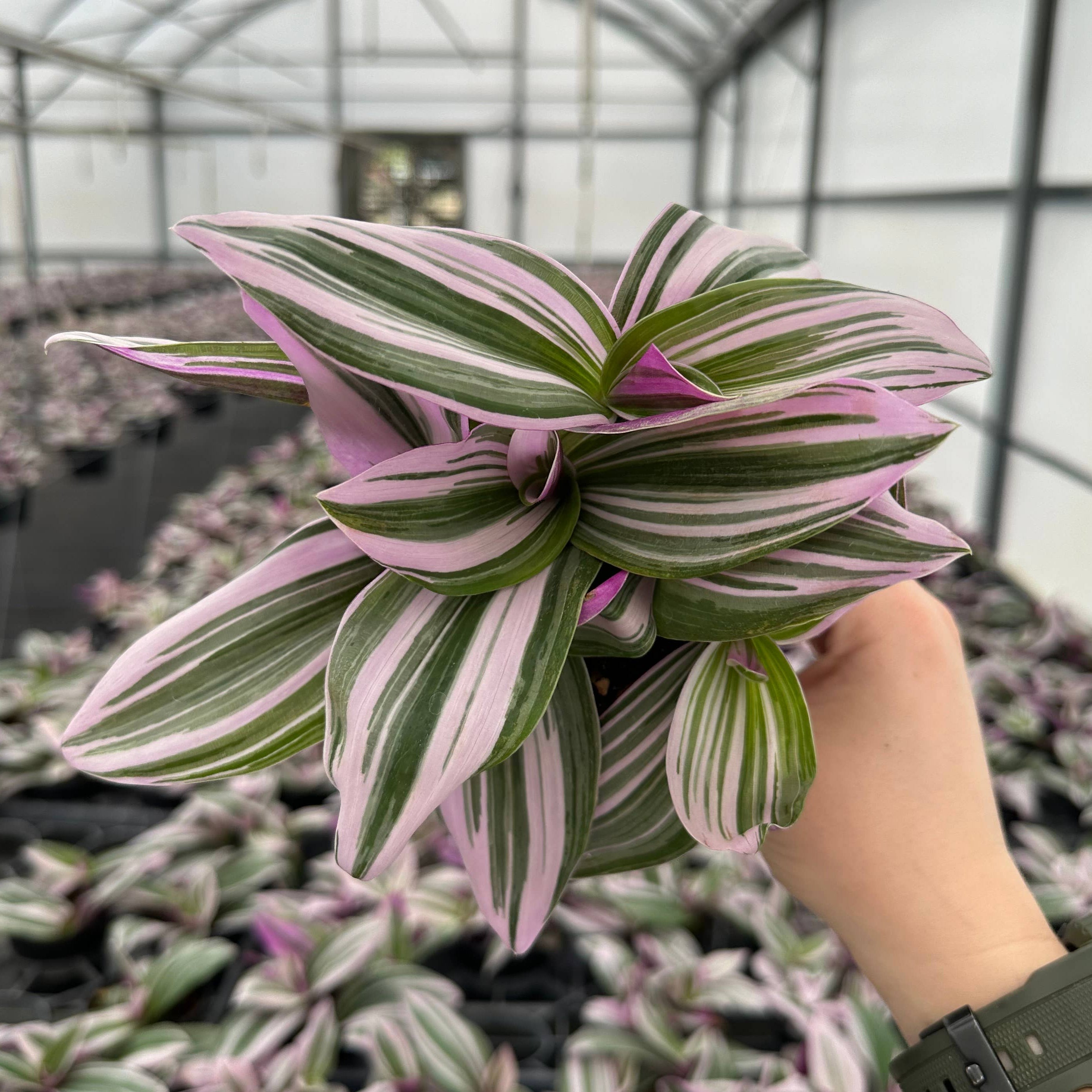 TRADESCANTIA Nanouk - 4in Pot