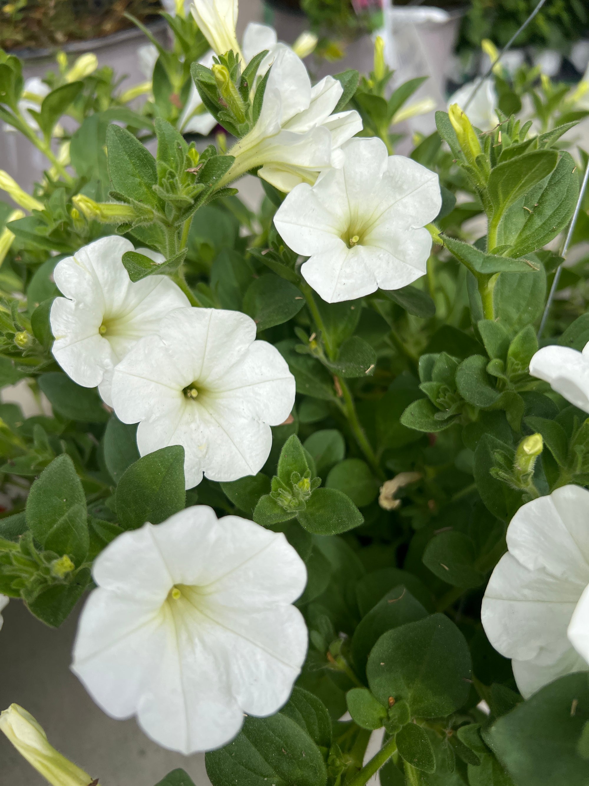 ANNUAL Petunia Color Rush White HB