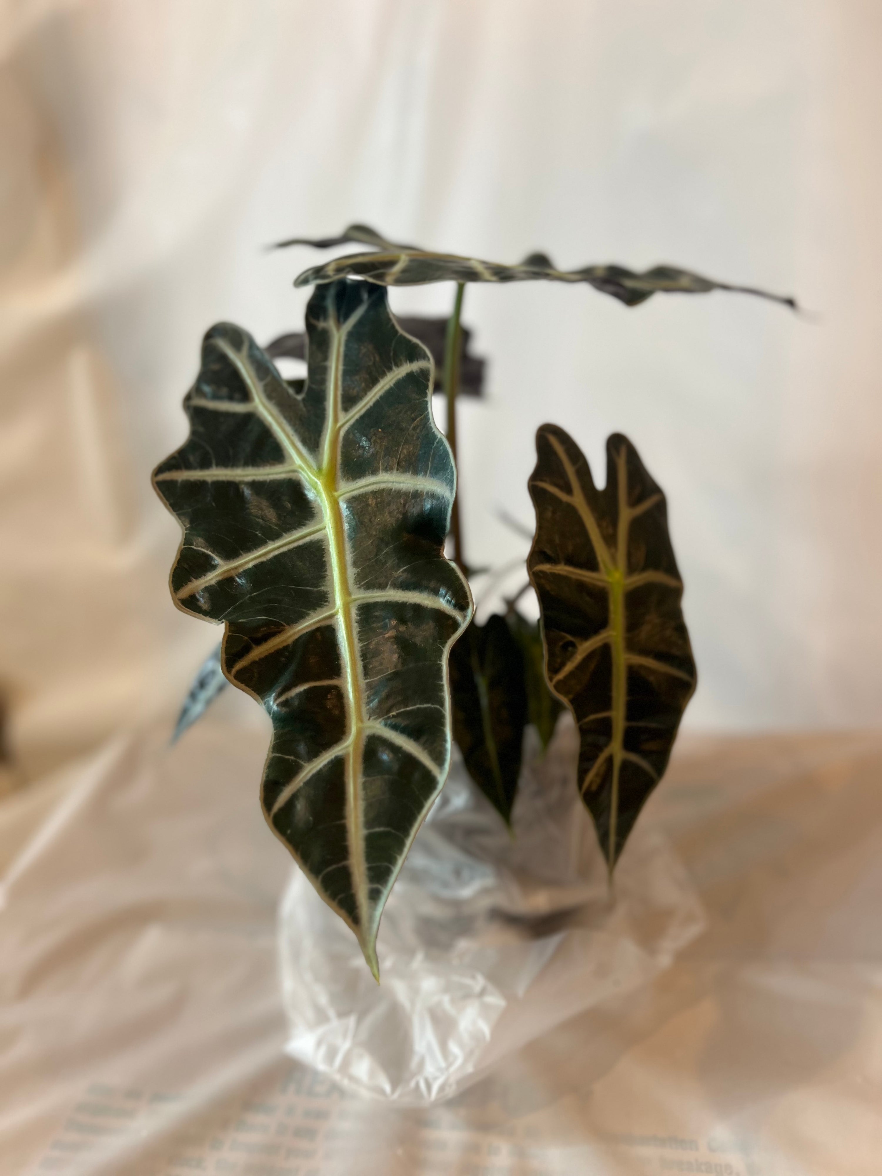 Alocasia Amazonica 6”