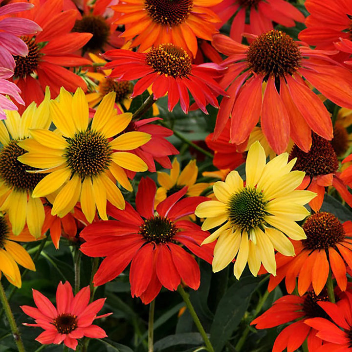 Echinacea ‘Cheyenne Spirit’