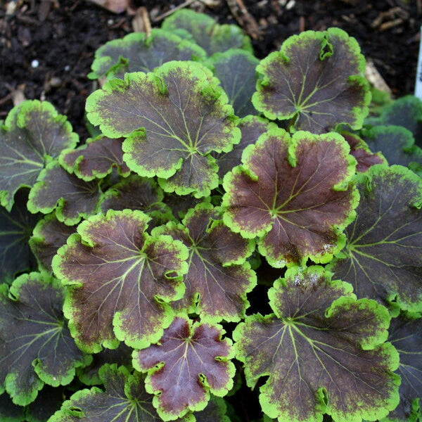 Heucherella 'Solar Eclipse'