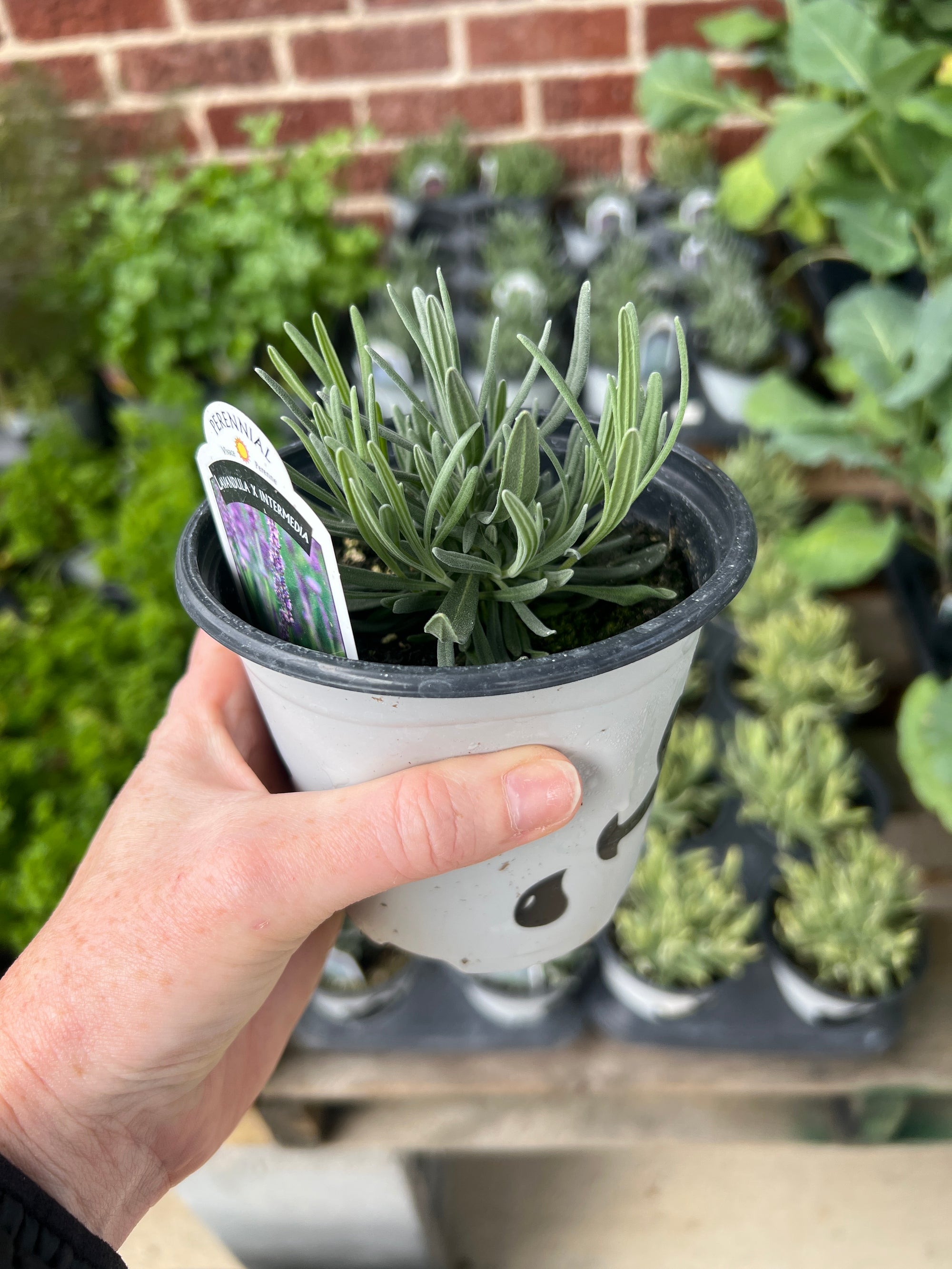 HERB 'Phenomenal' Lavender