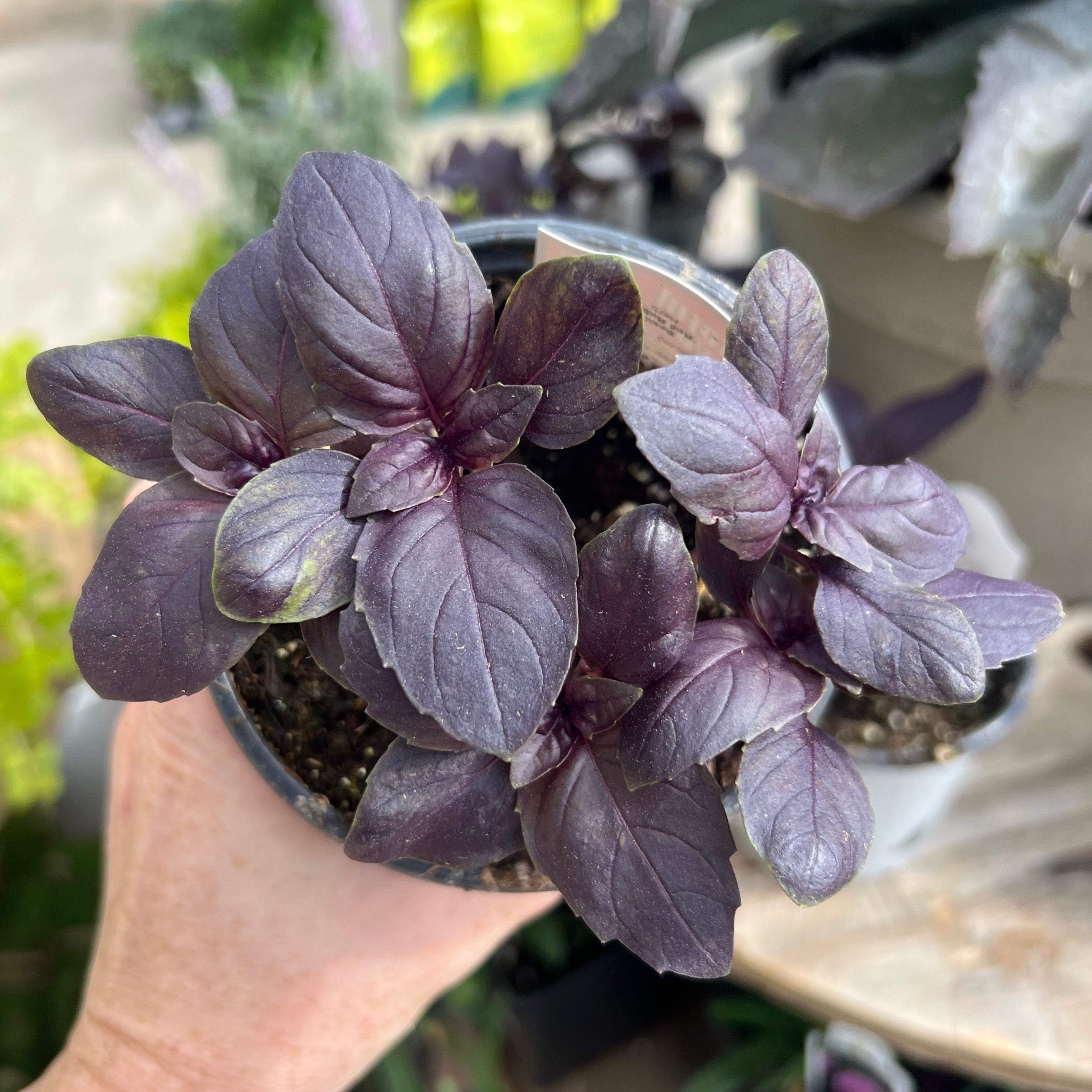 HERB Basil 'Red Rubin'