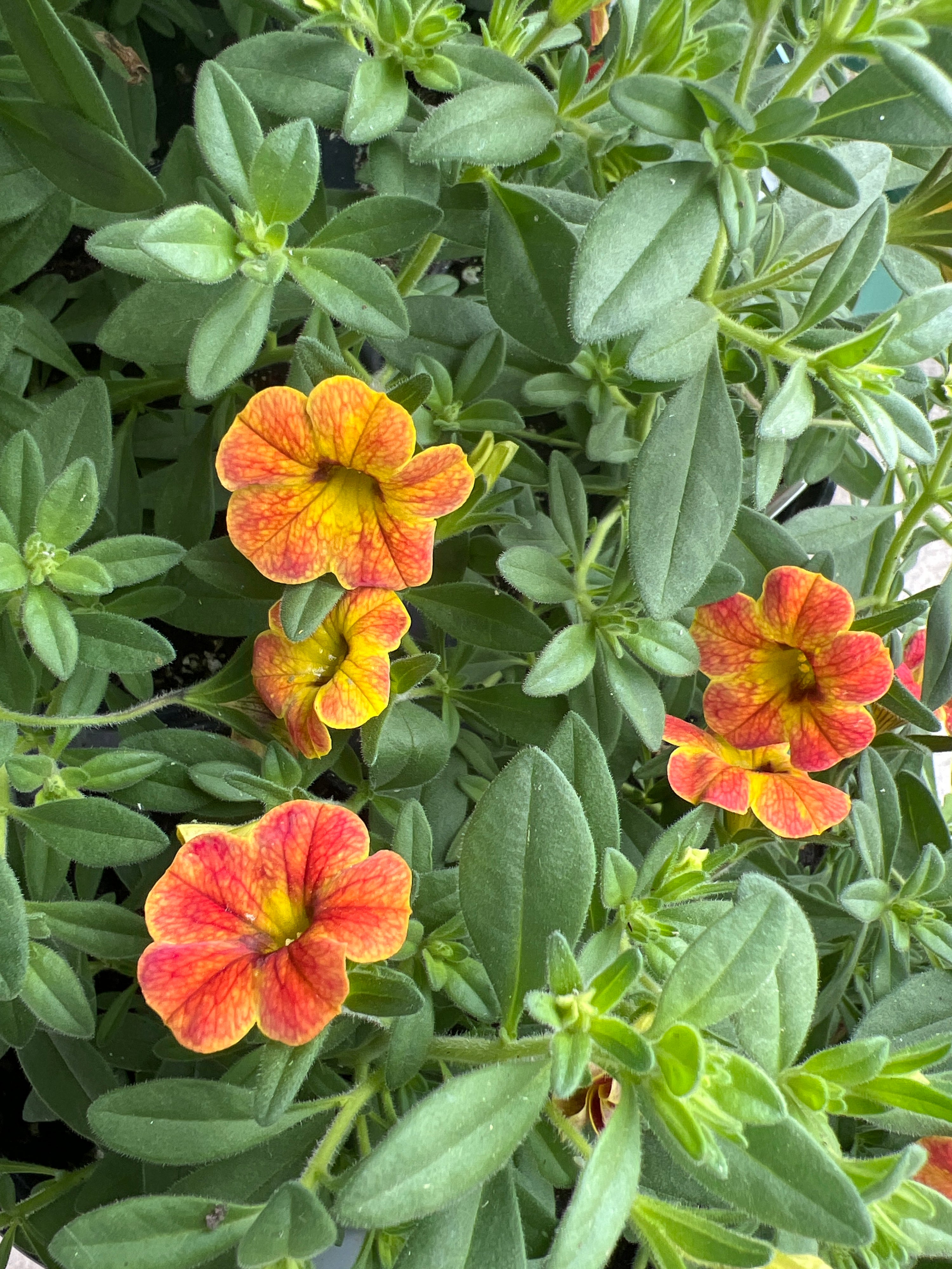 ANNUAL Calibrachoa Cha Cha Diva Orange