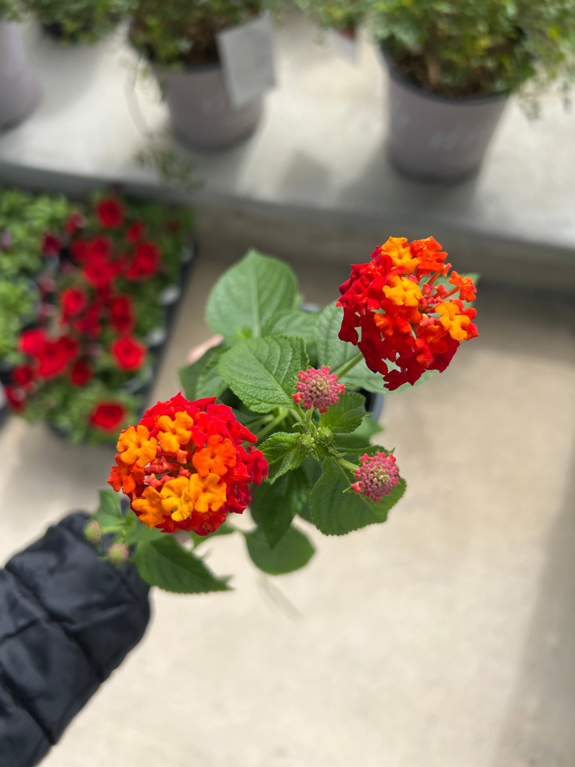 ANNUAL Lantana Lucky Red