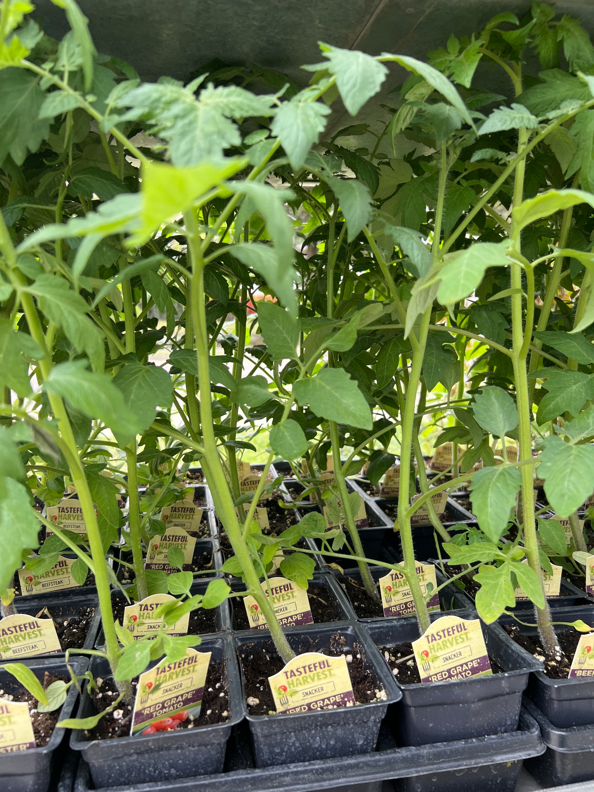 HARVEST Tomatoes 'Red Grape'