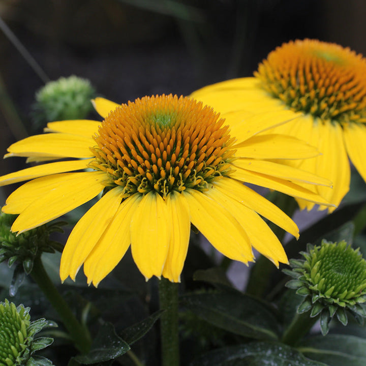 Two bright yellow flowers with green centers on a dark background
