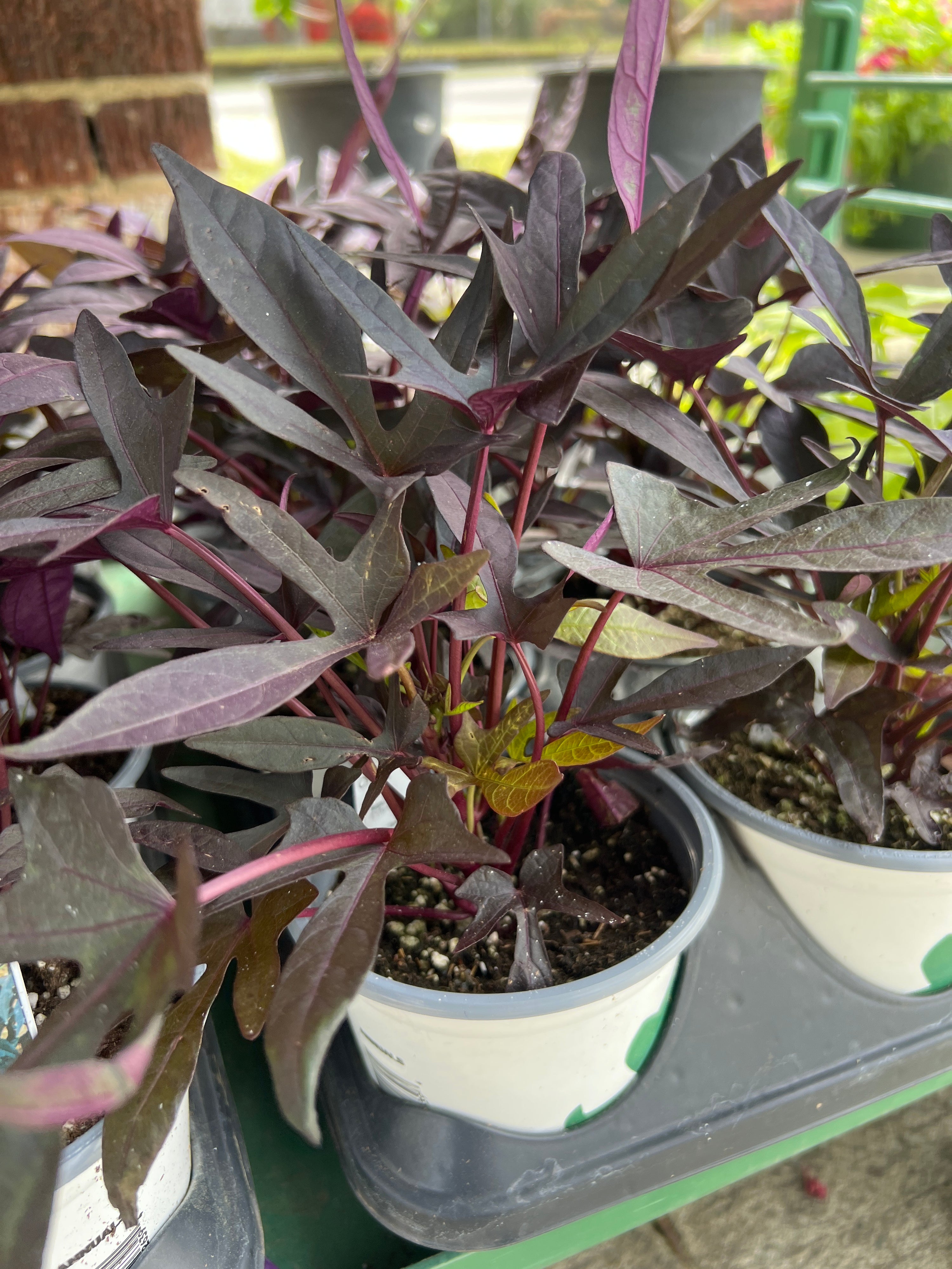 ANNUAL Ipomoea Blackie