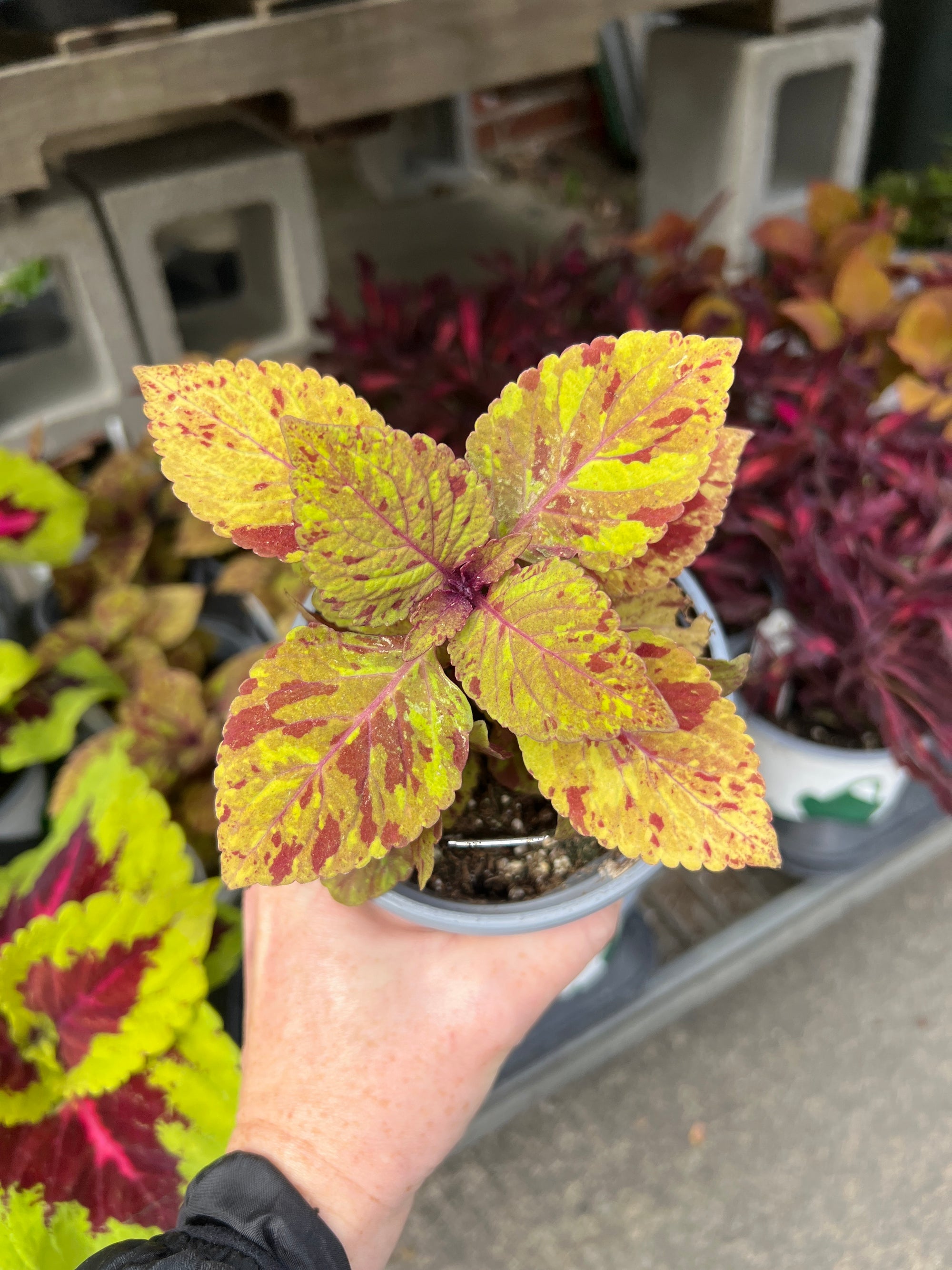 ANNUAL Coleus Charged Up Marble Mania