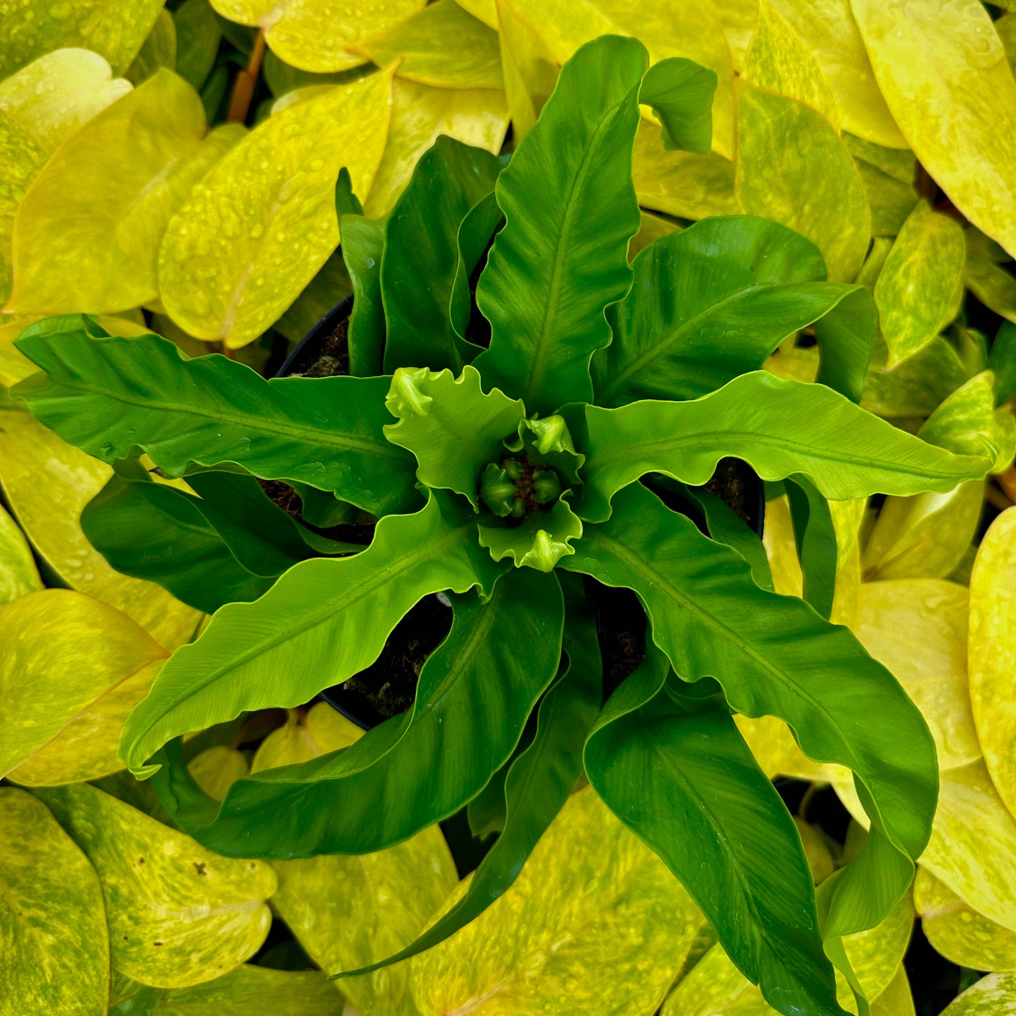 Close-up of a green plant with yellow leaves