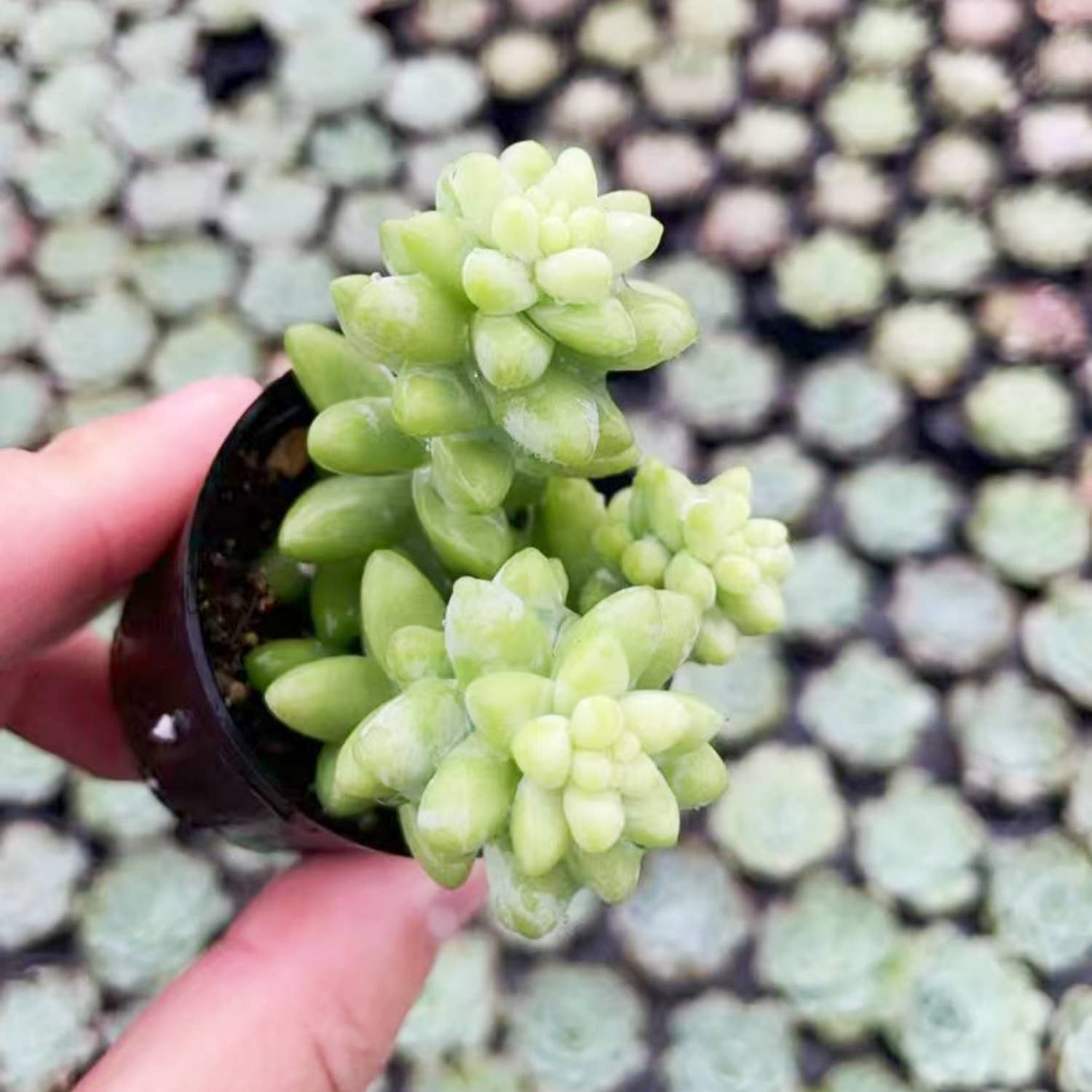 SEDUM Morganianum Burrito - 2" Pot