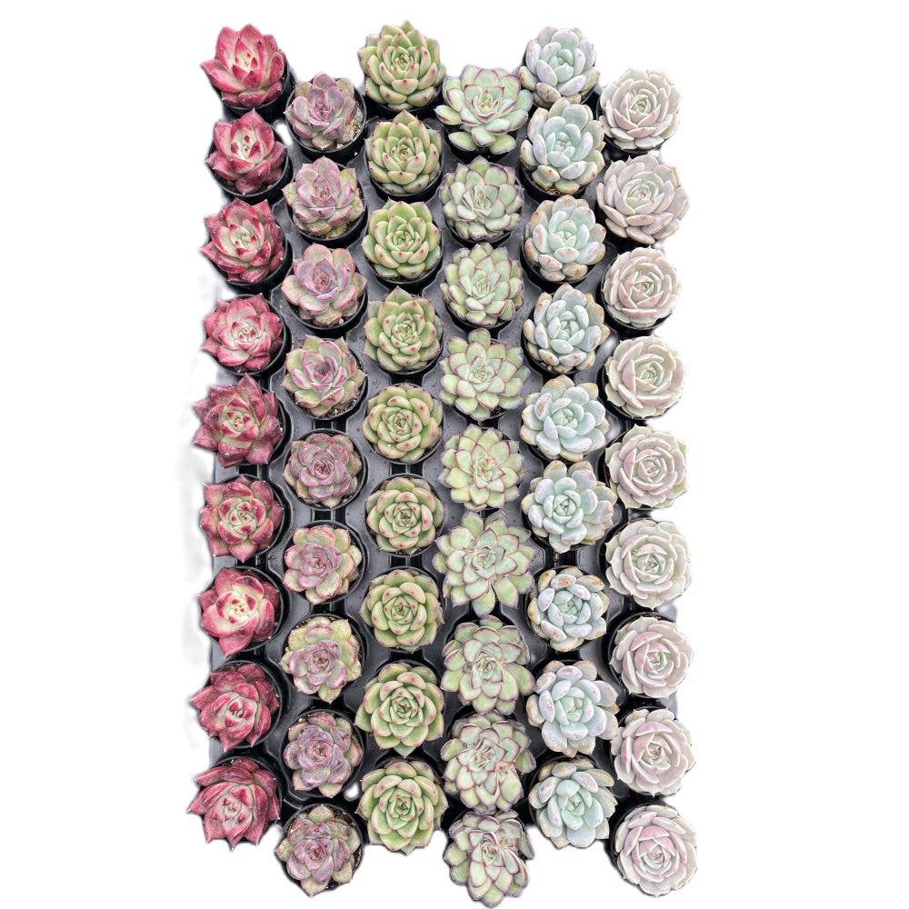 SUCCULENT Rosettes, Assorted - 2" Pots