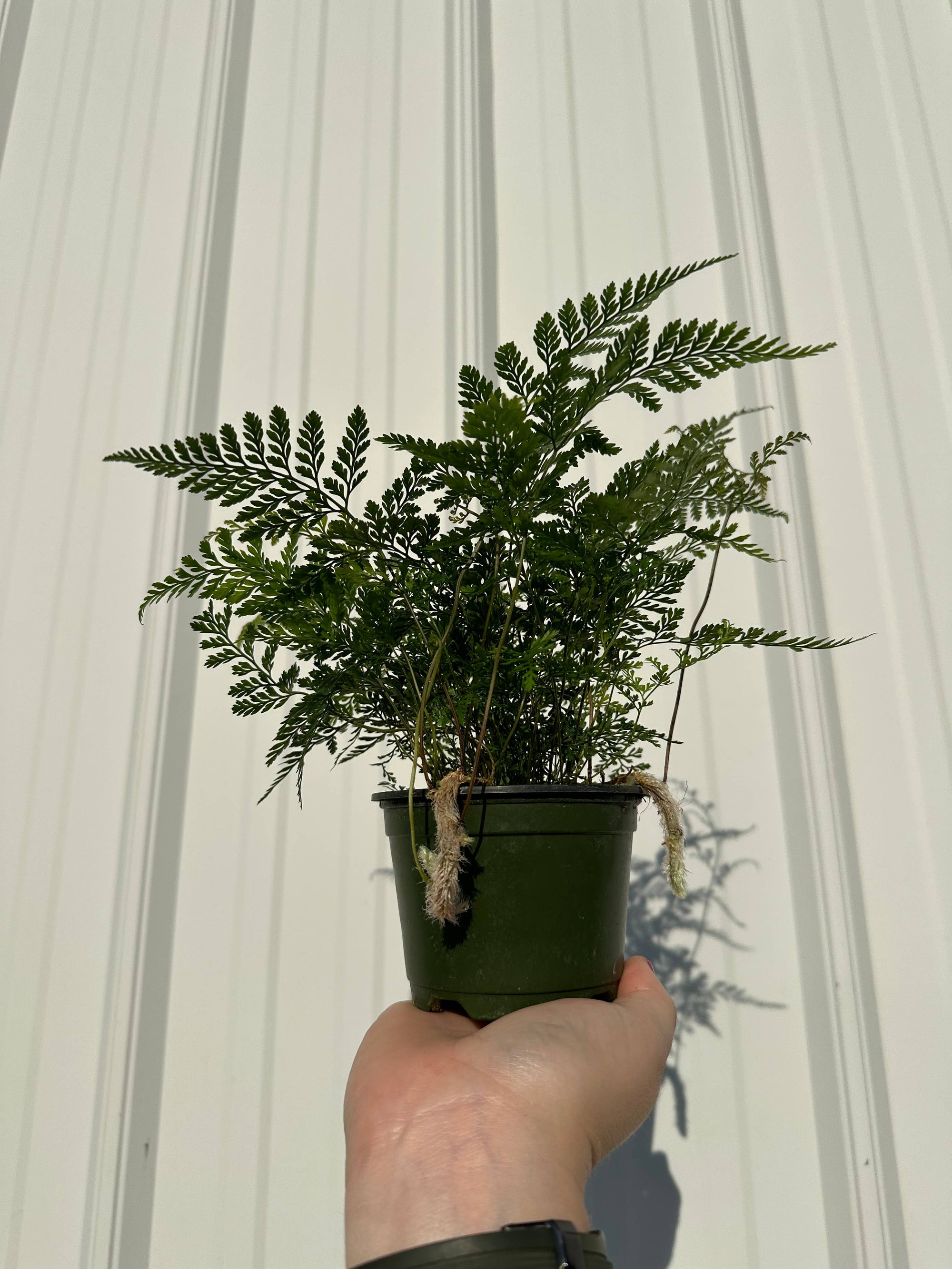 Rabbit Foot Footed Fern