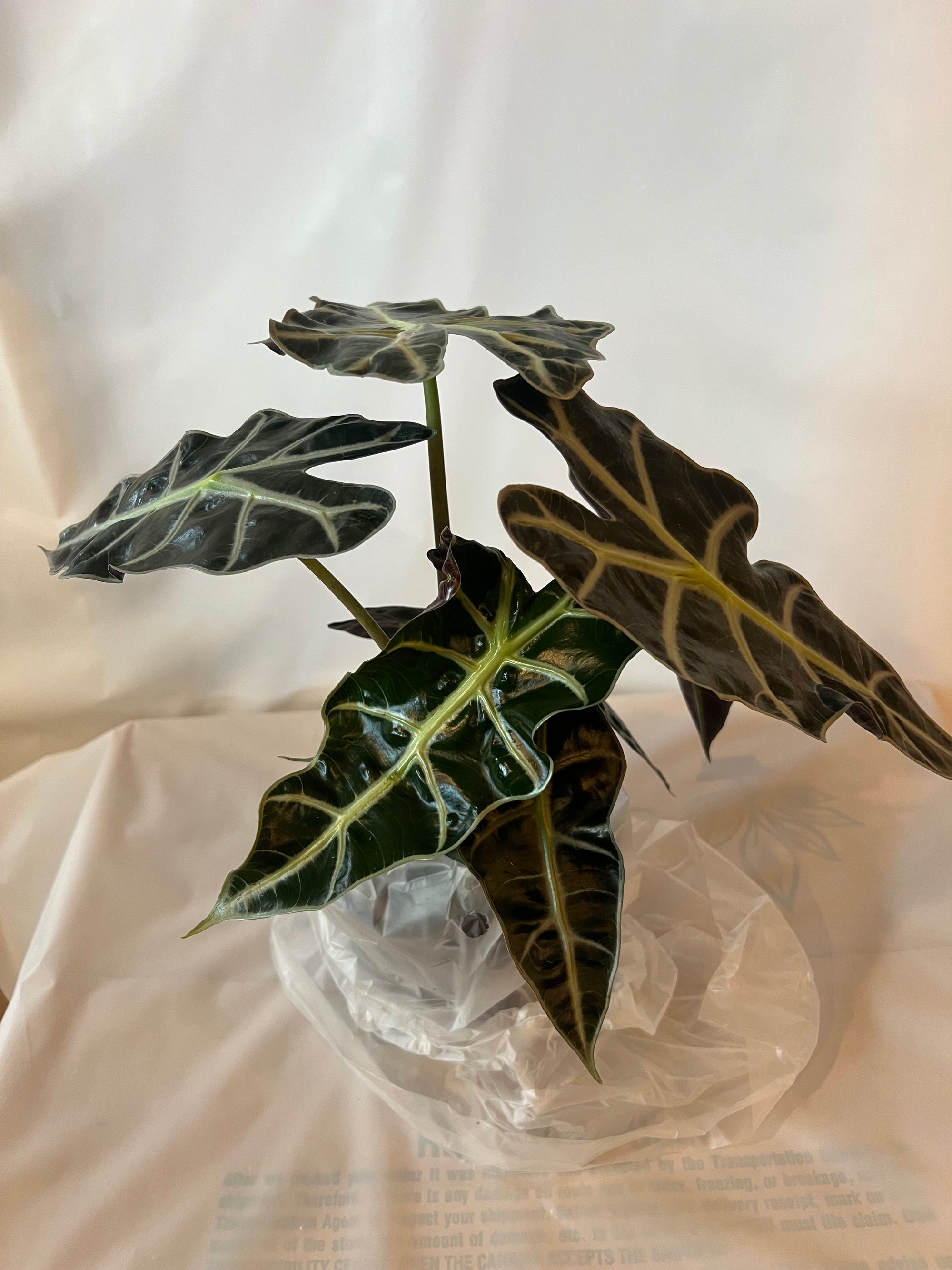 Alocasia Amazonica 6”