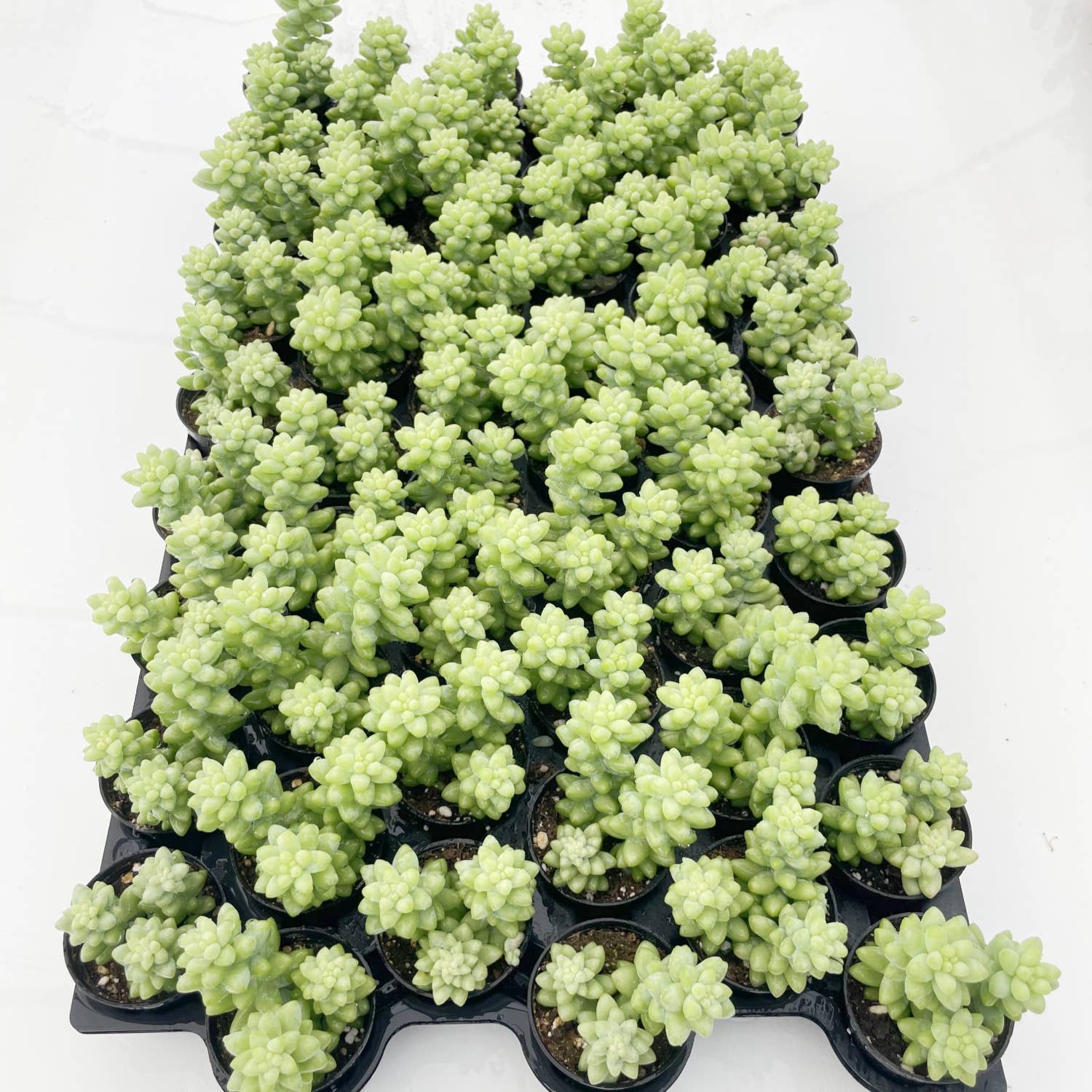 SEDUM Morganianum Burrito - 2" Pot