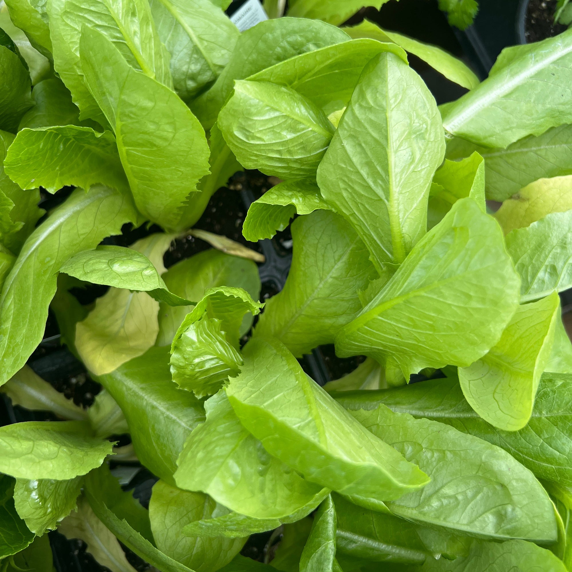 VEGETABLE Lettuce 'Romaine'