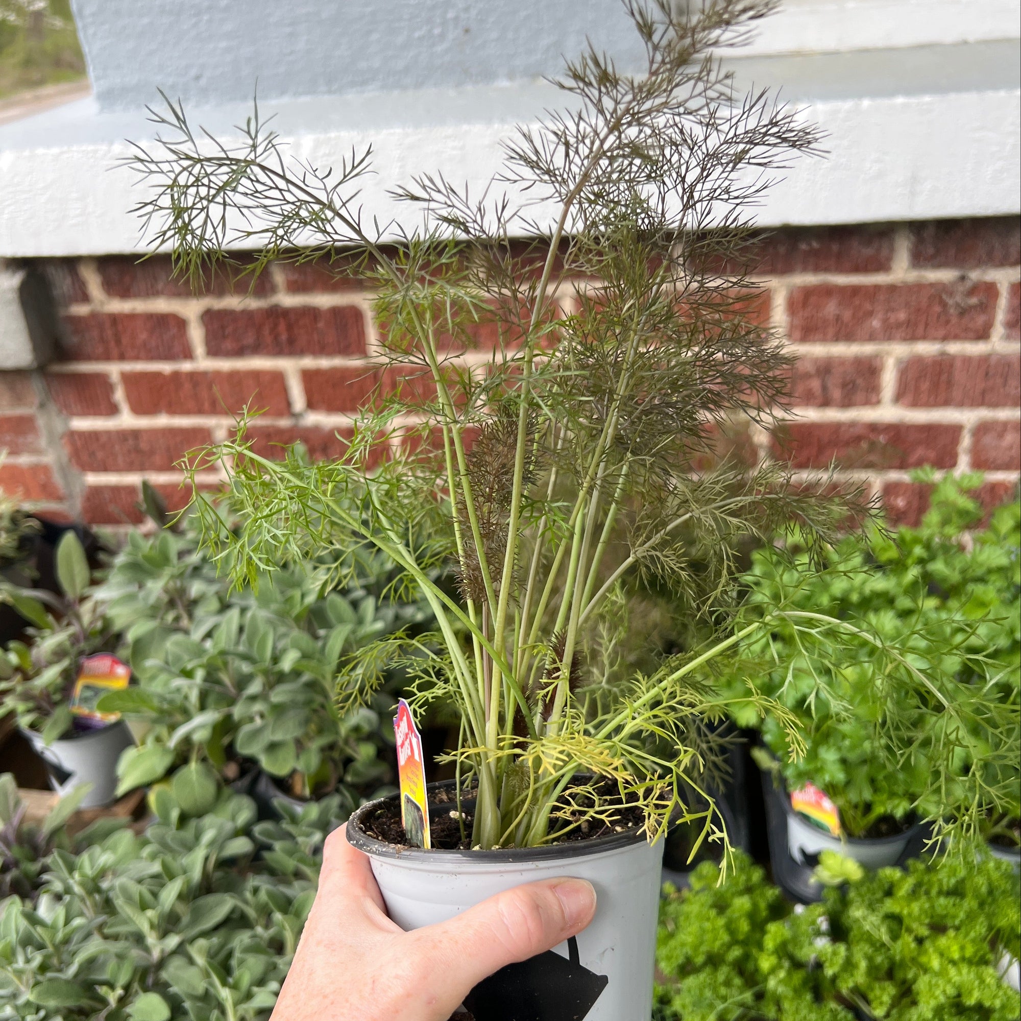 HERB 'Smokey Bronze' Fennel