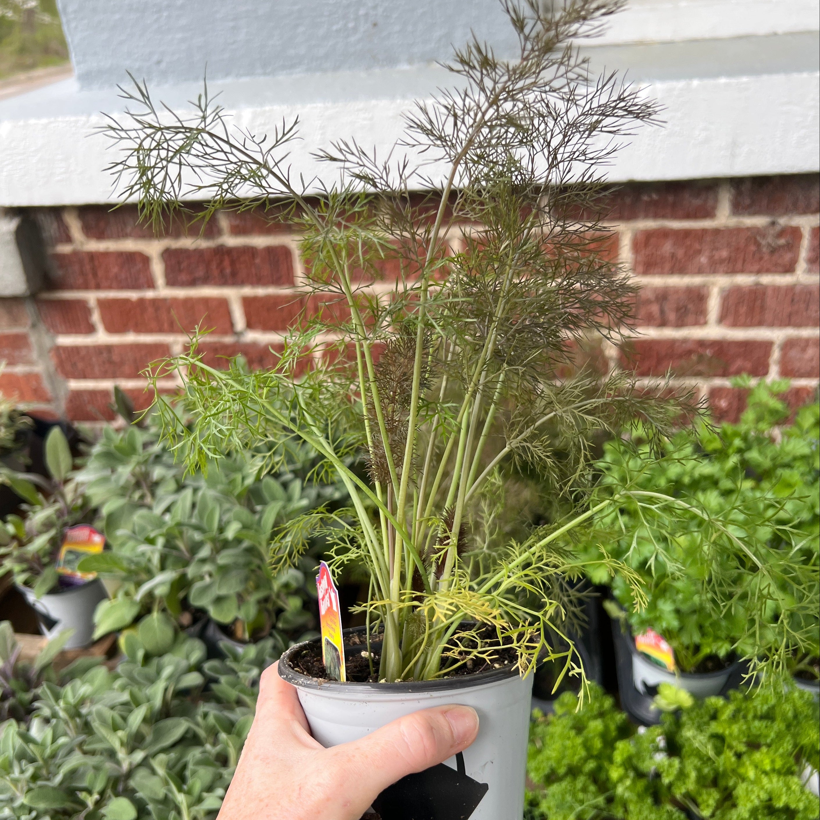 HERB 'Smokey Bronze' Fennel