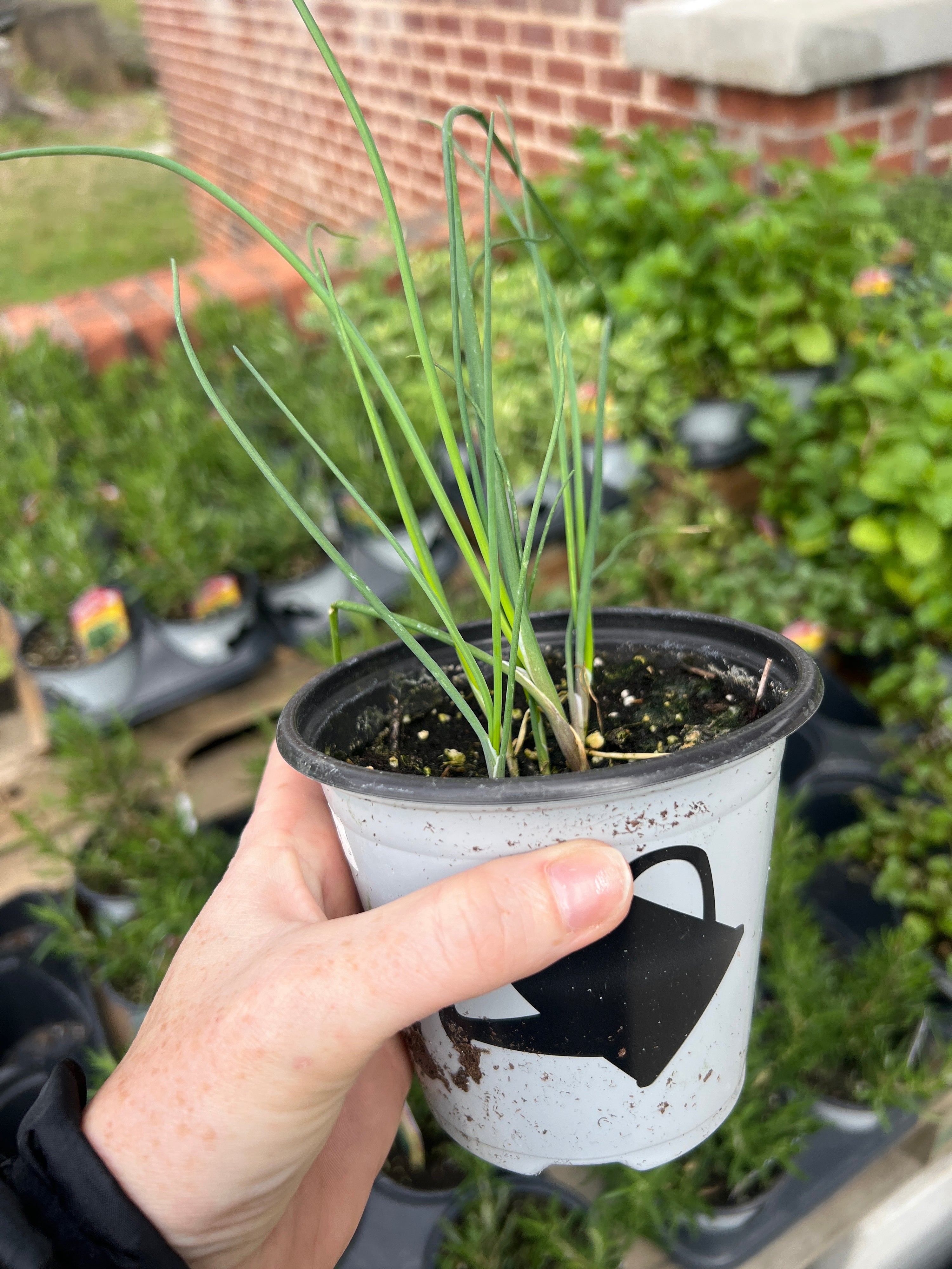 HERB Chives