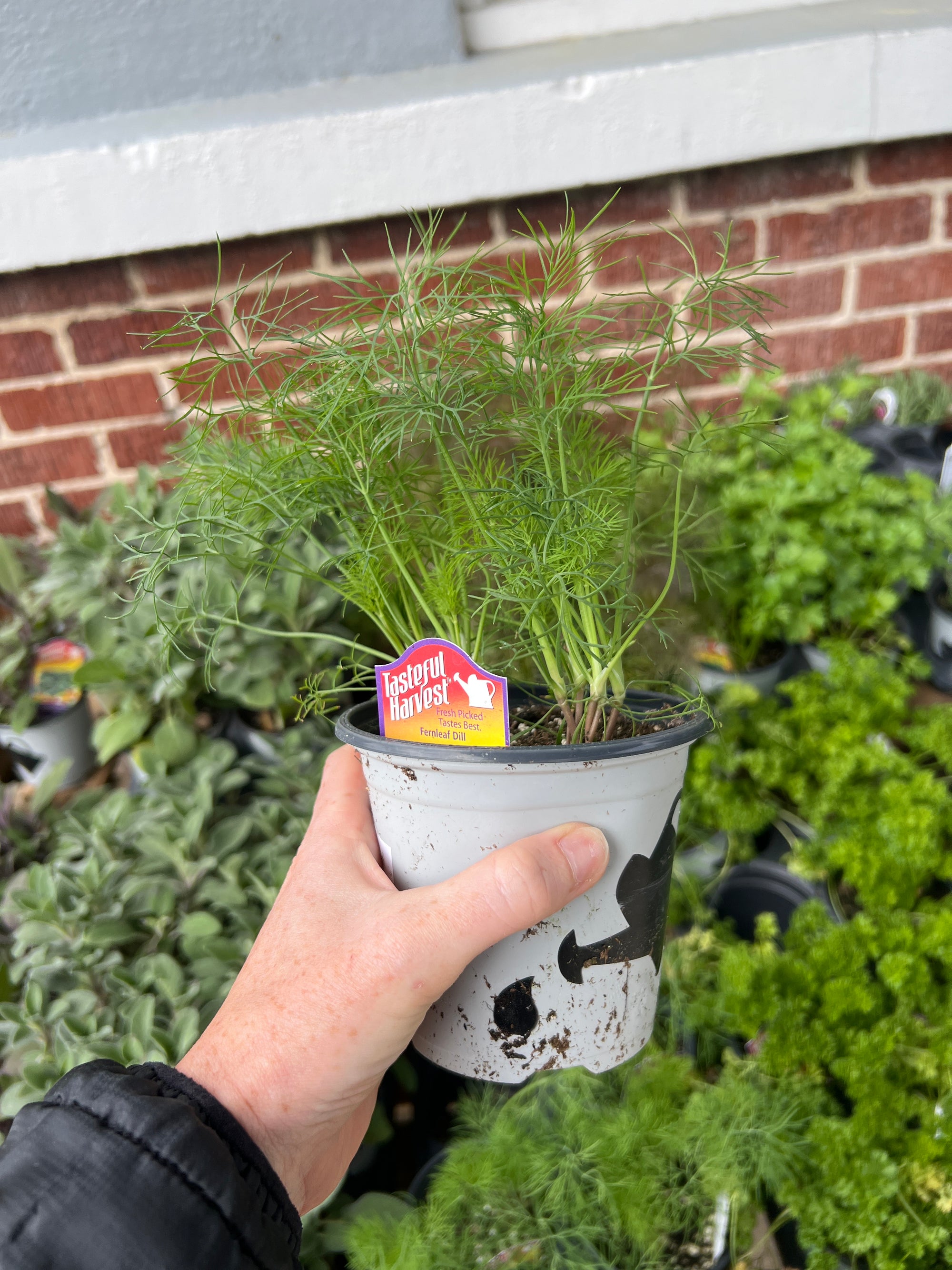 HERB 'Fern Leaf' Dill