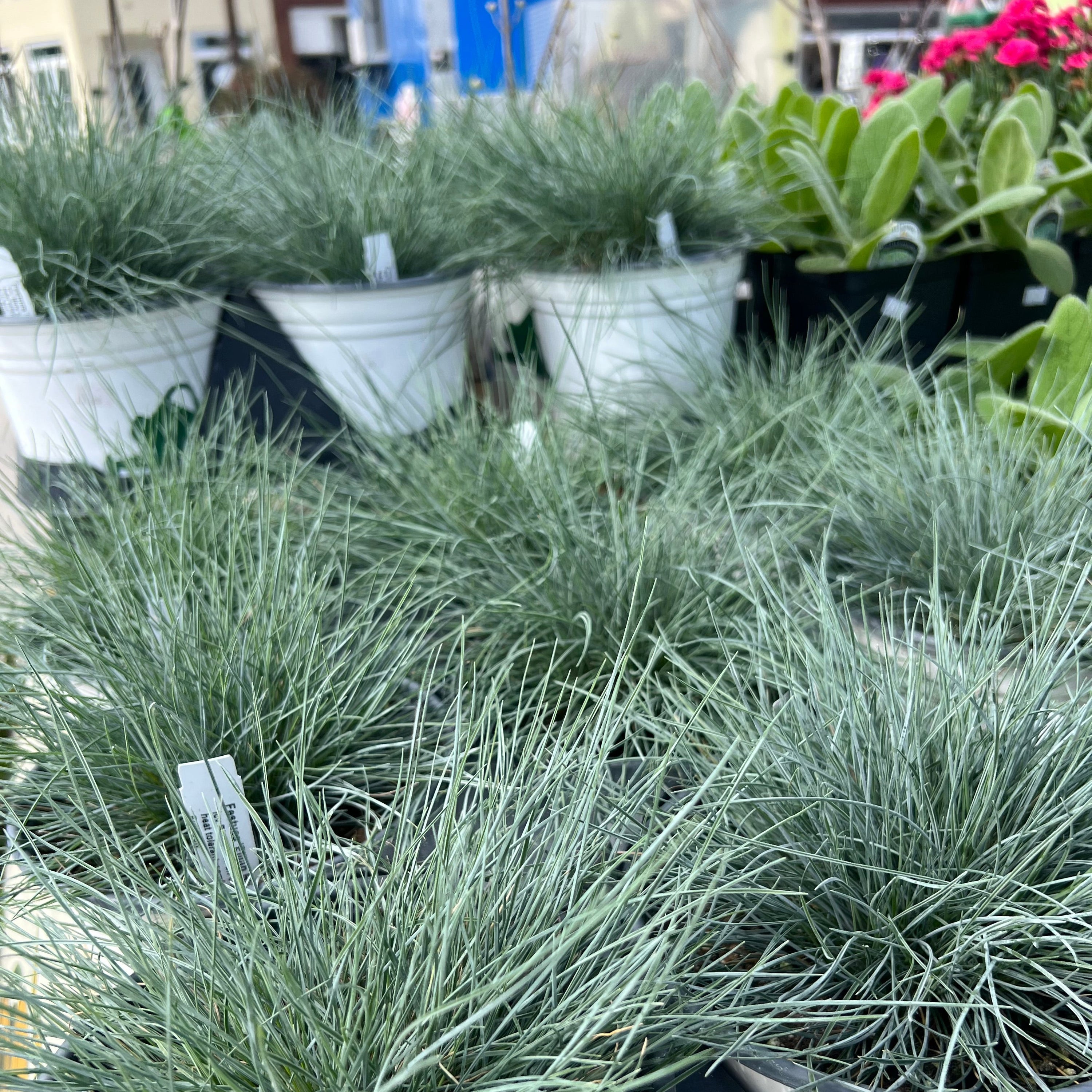PERENNIAL GRASS Fescue 'Elijah Blue'