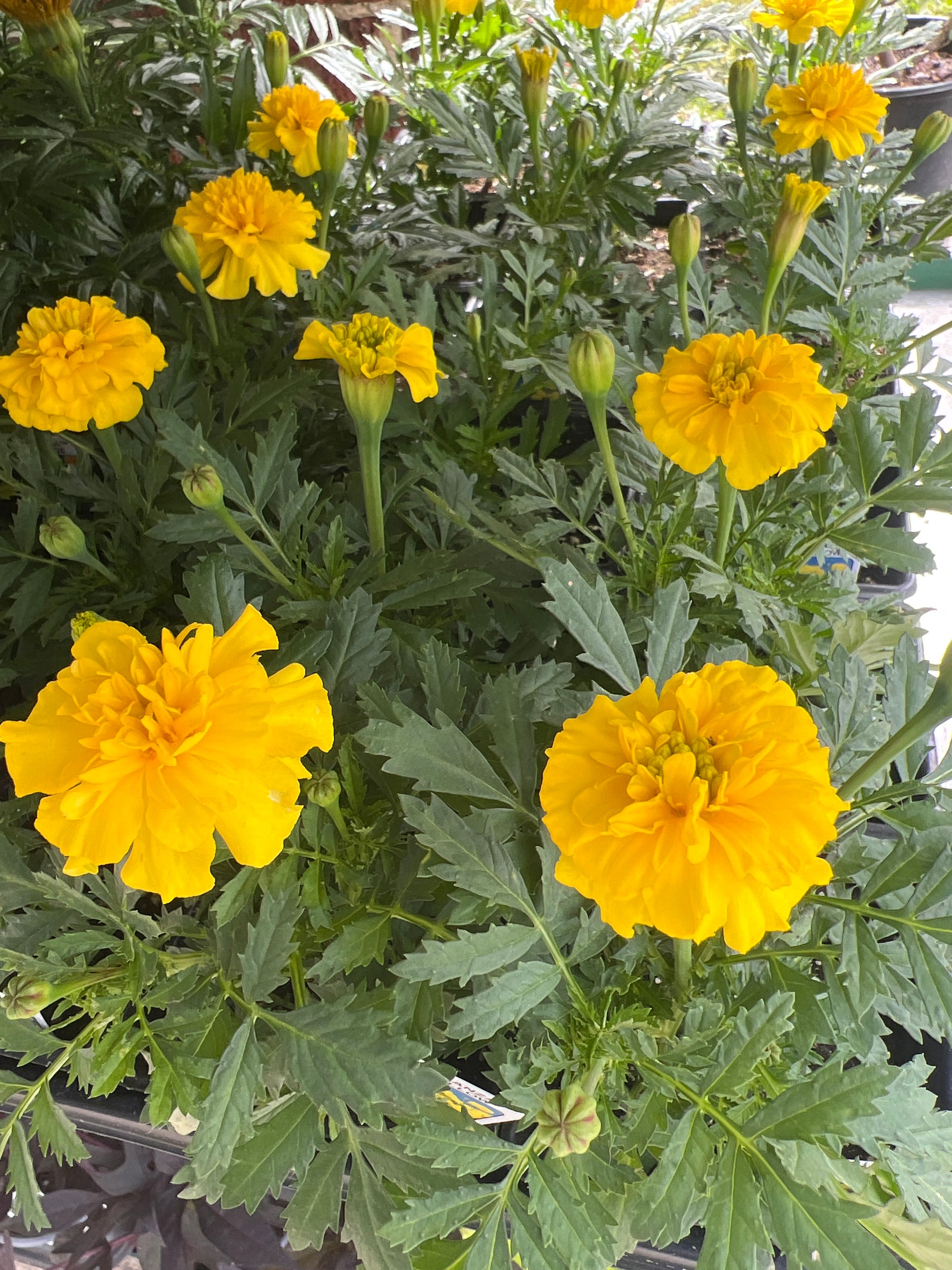 ANNUAL Marigold Bonanza Yellow