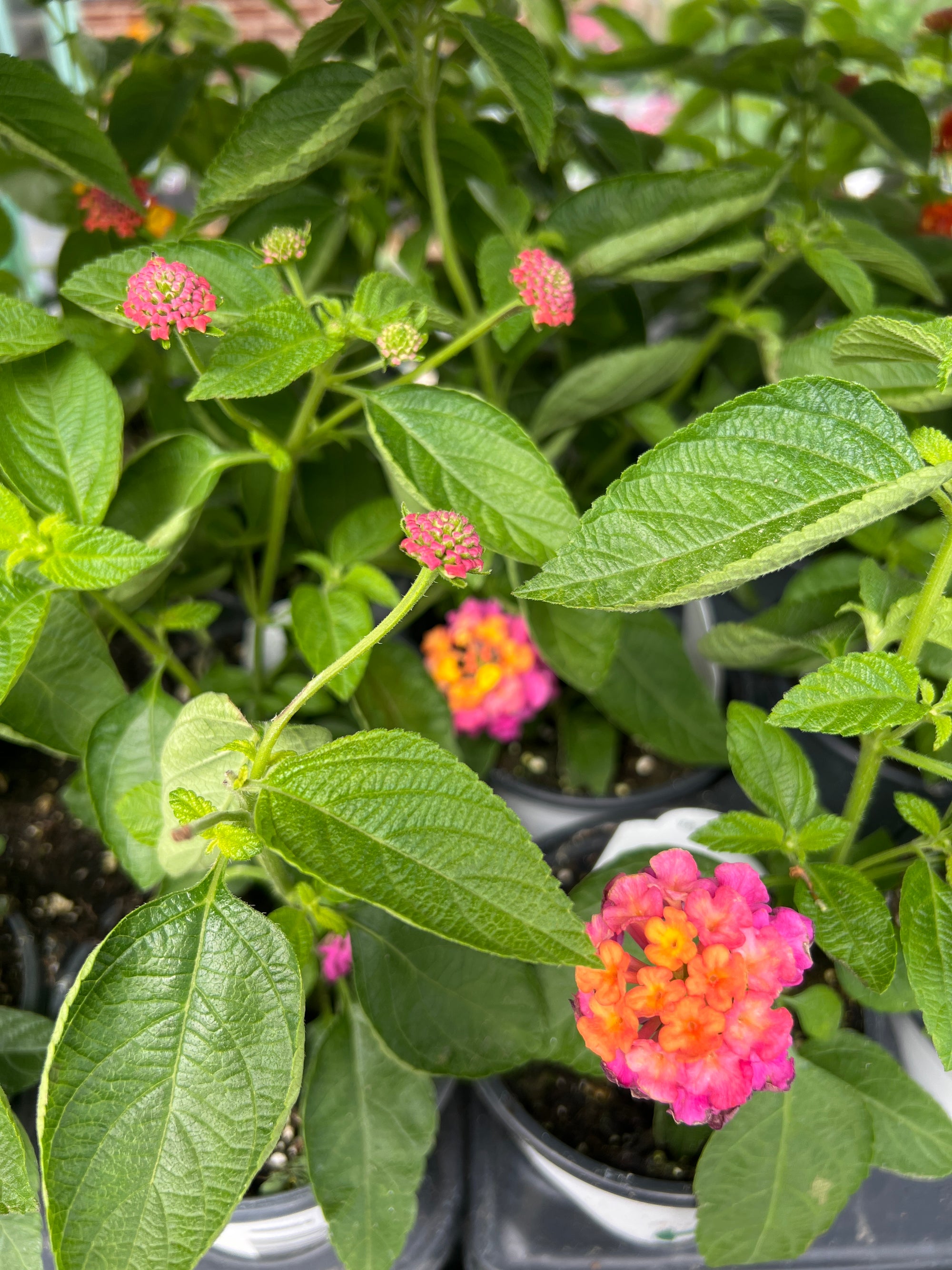 ANNUAL Lantana Lucky Sunrise Rose
