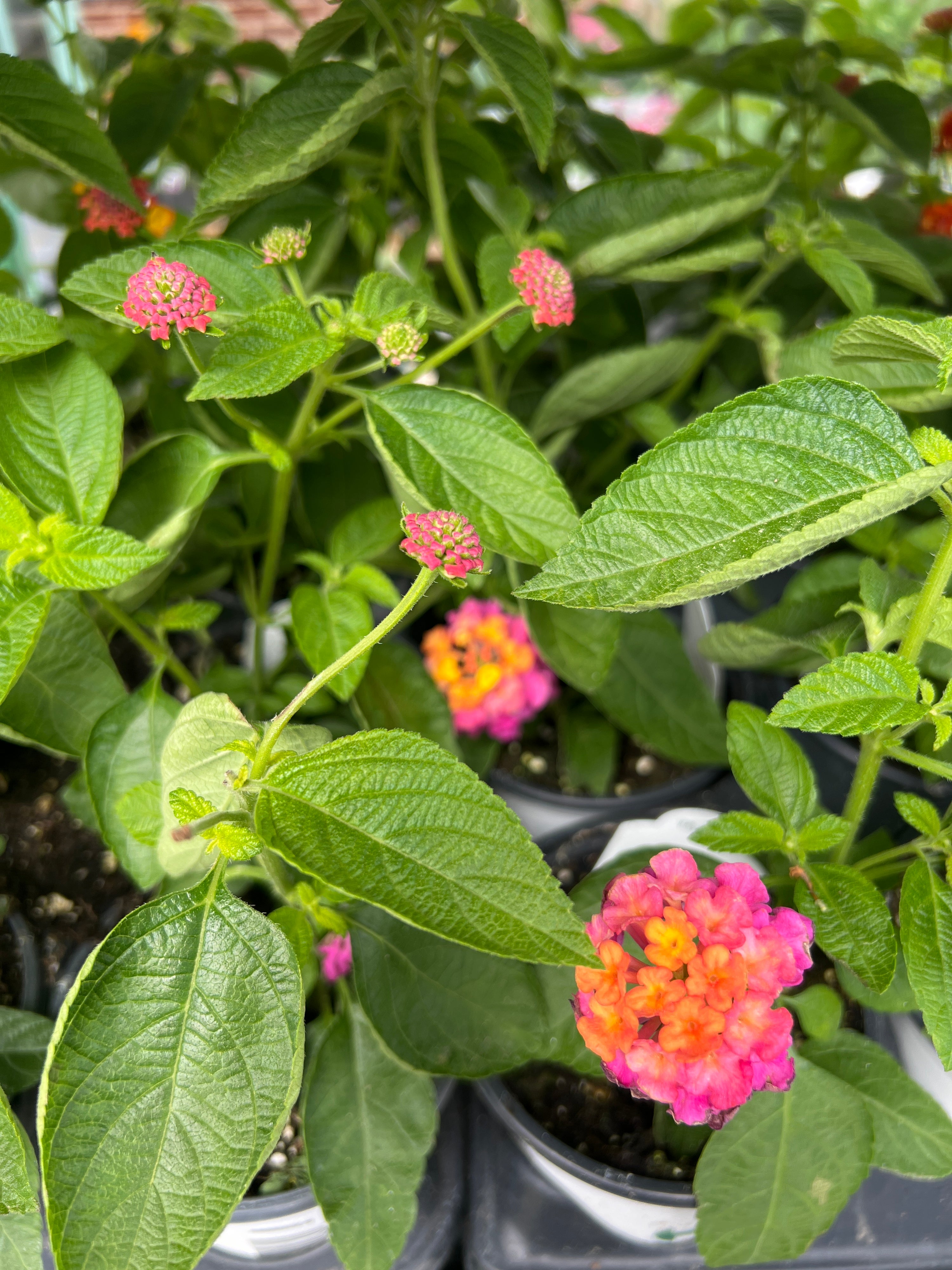 ANNUAL Lantana Lucky Sunrise Rose