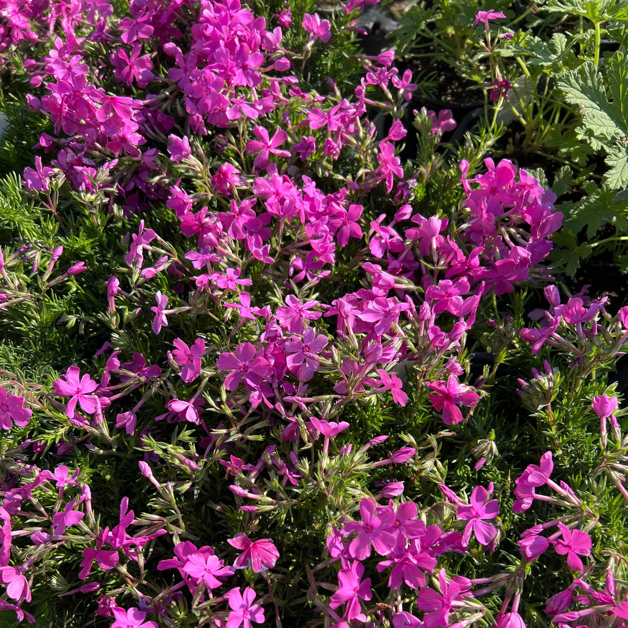 Creeping Phlox ‘Drummond’s Pink’
