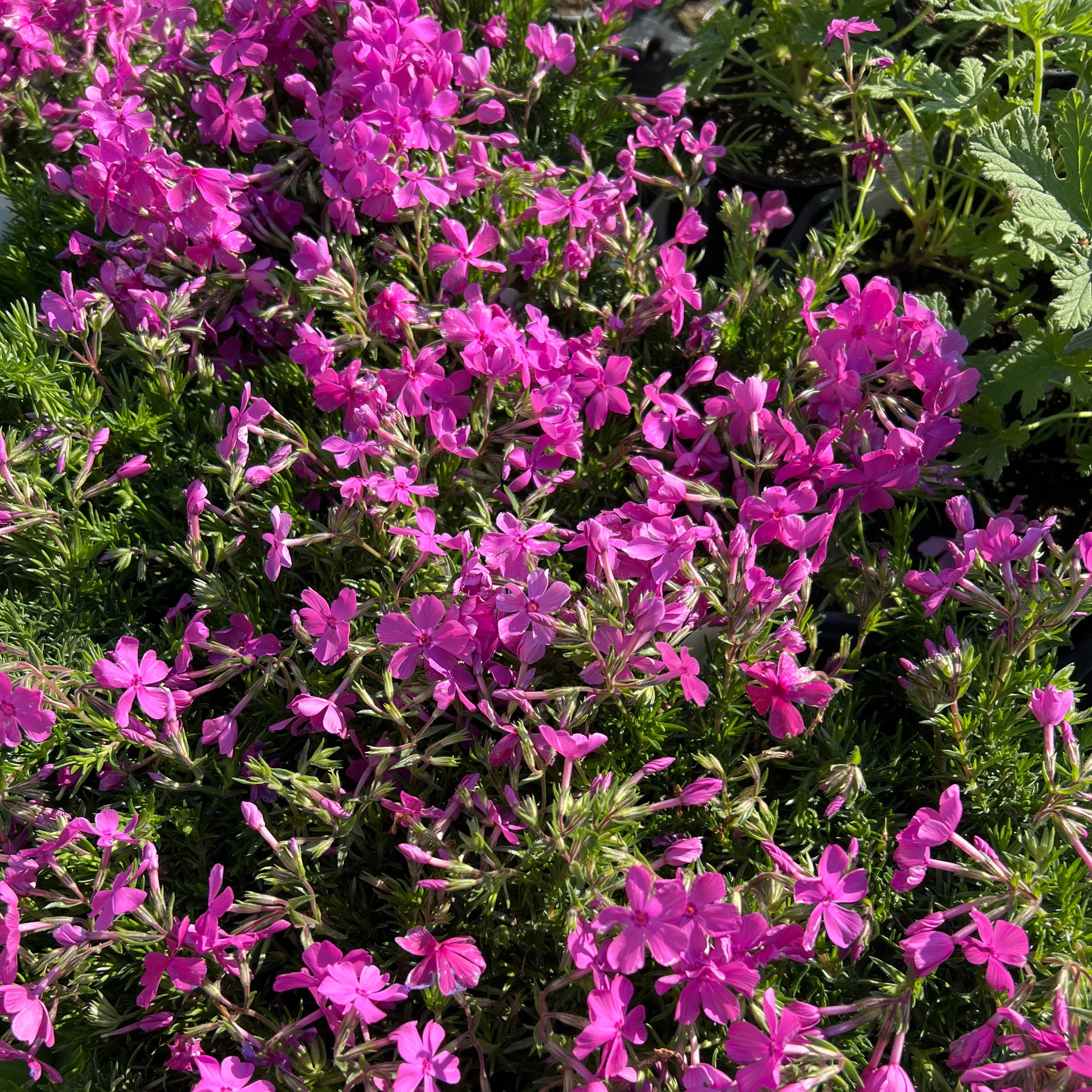 Creeping Phlox ‘Drummond’s Pink’