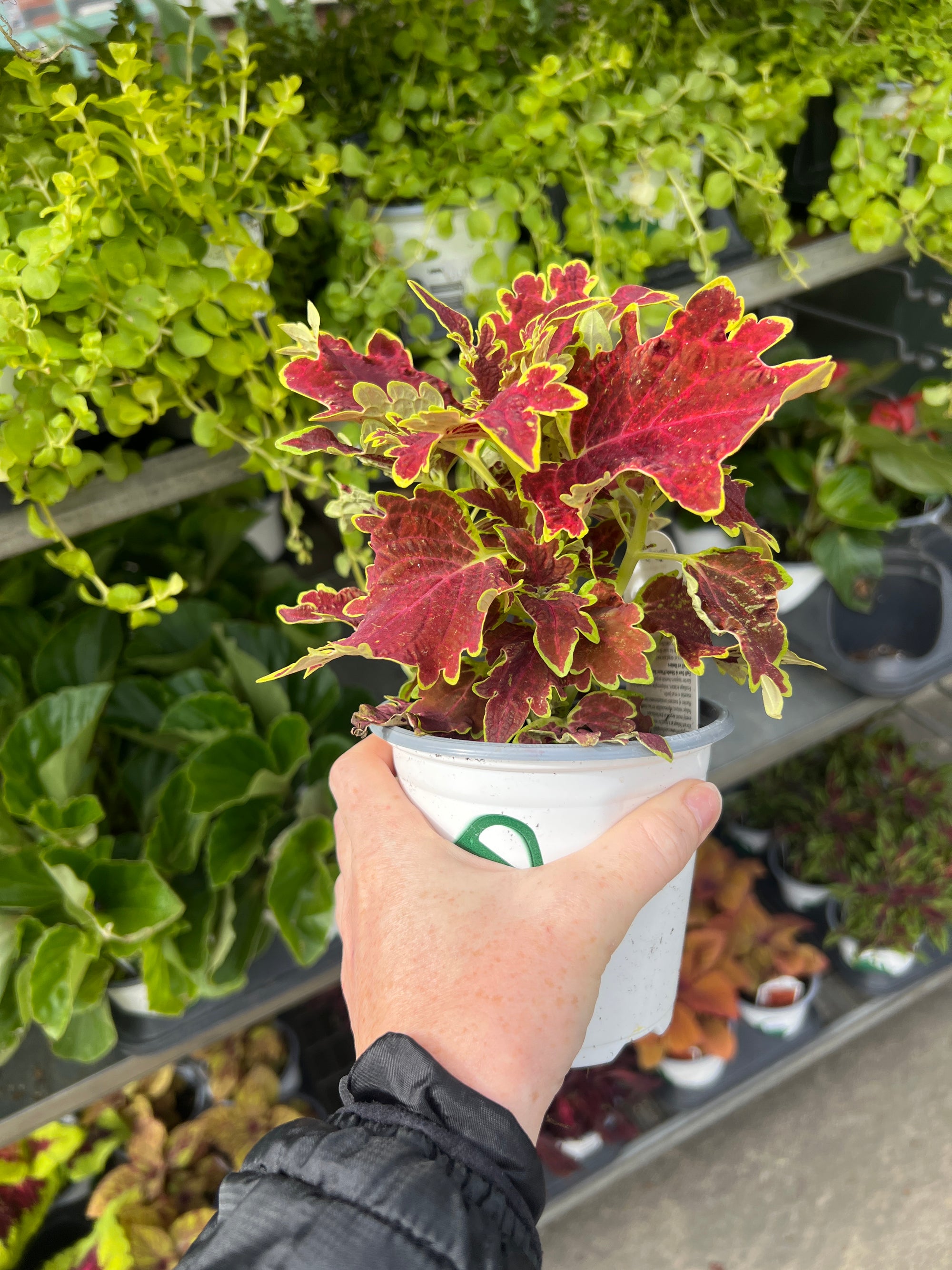 ANNUAL Coleus Charged Up Vulcan