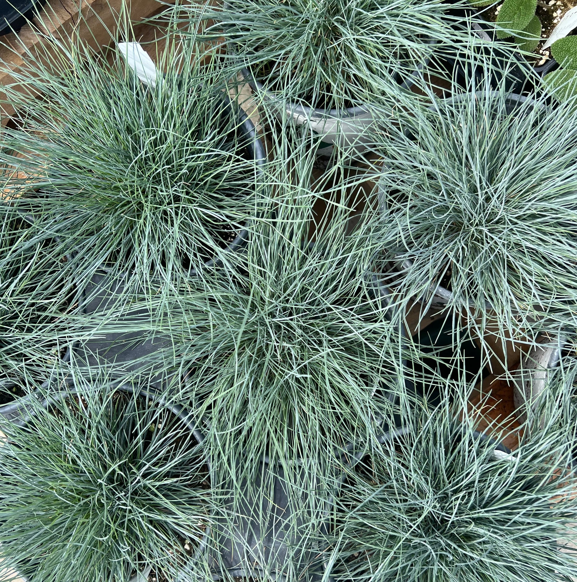 PERENNIAL GRASS Fescue 'Elijah Blue'