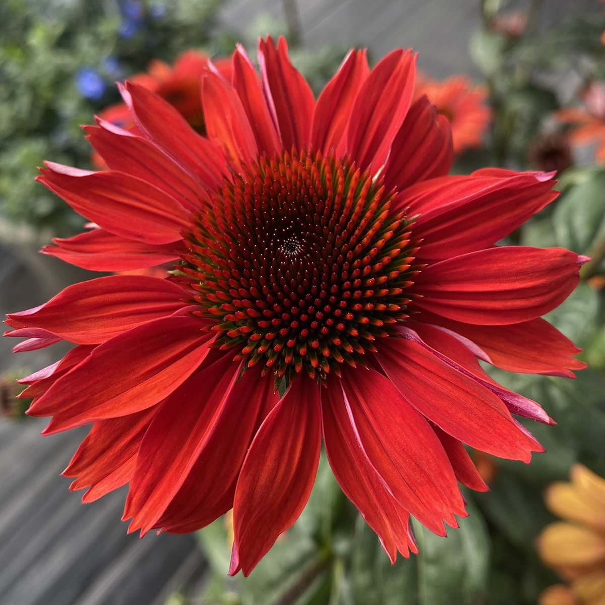 Echinacea 'Panama Red'