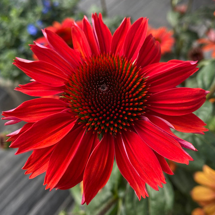 Echinacea 'Panama Red'