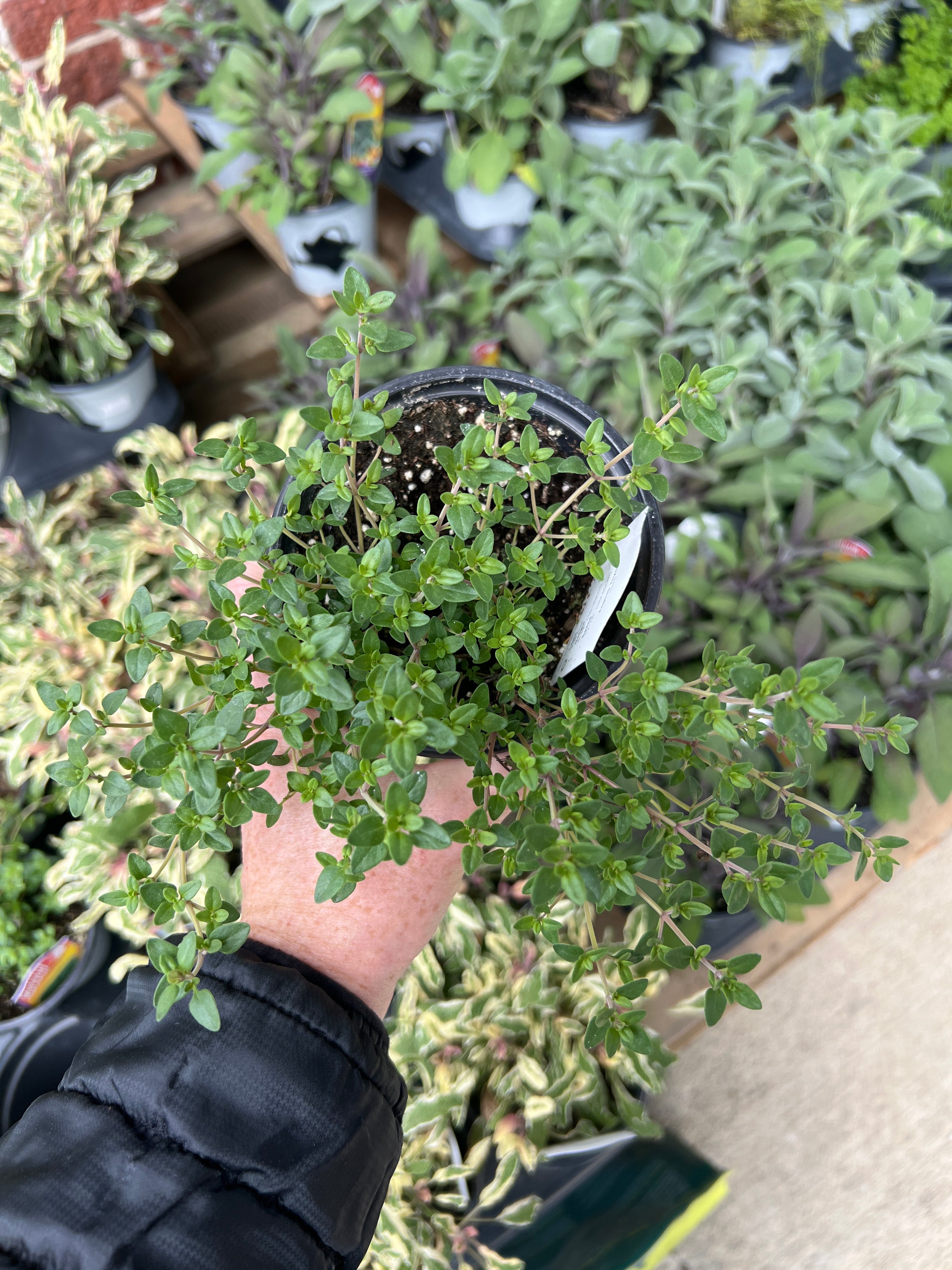 HERB 'English' Thyme