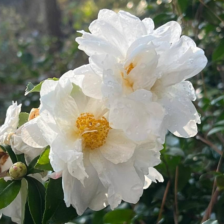 'Winter’s Snowman' Camellia