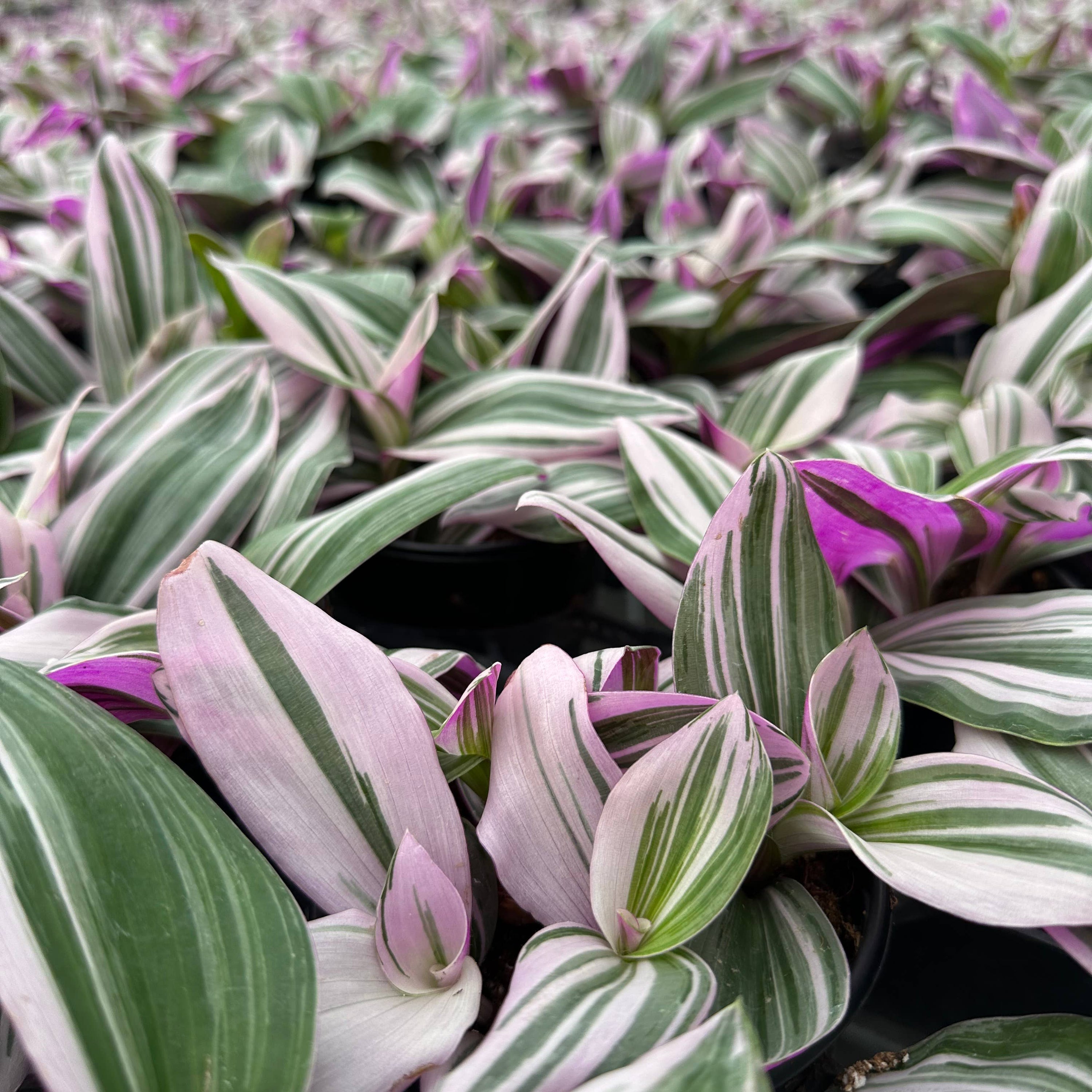 TRADESCANTIA Nanouk - 4in Pot